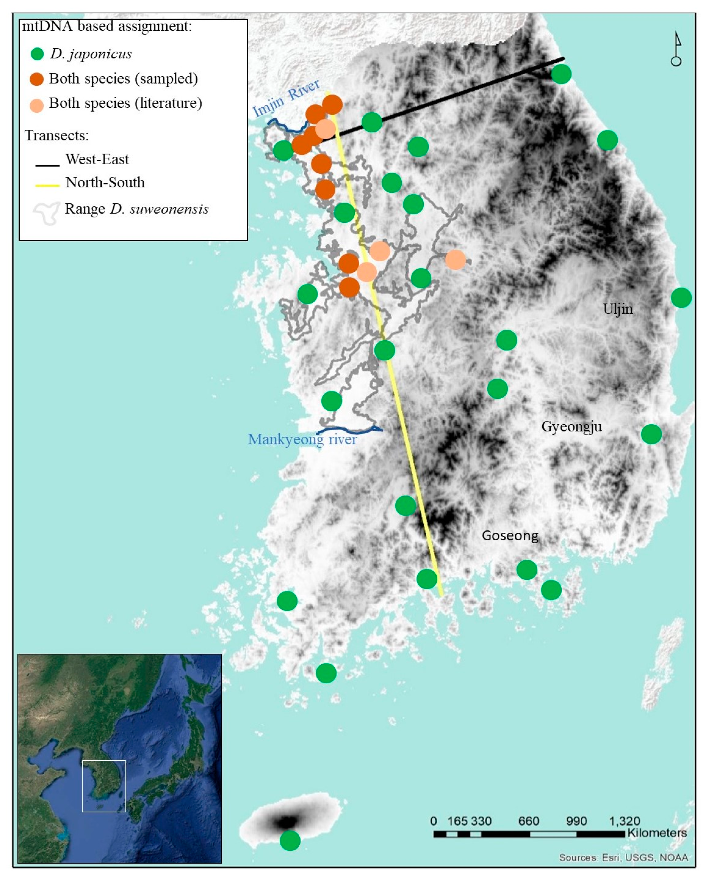 Animals Free Full-Text Large-Scale Hybridisation as an Extinction Threat to the Suweon Treefrog (Hylidae Dryophytes suweonensis) picture