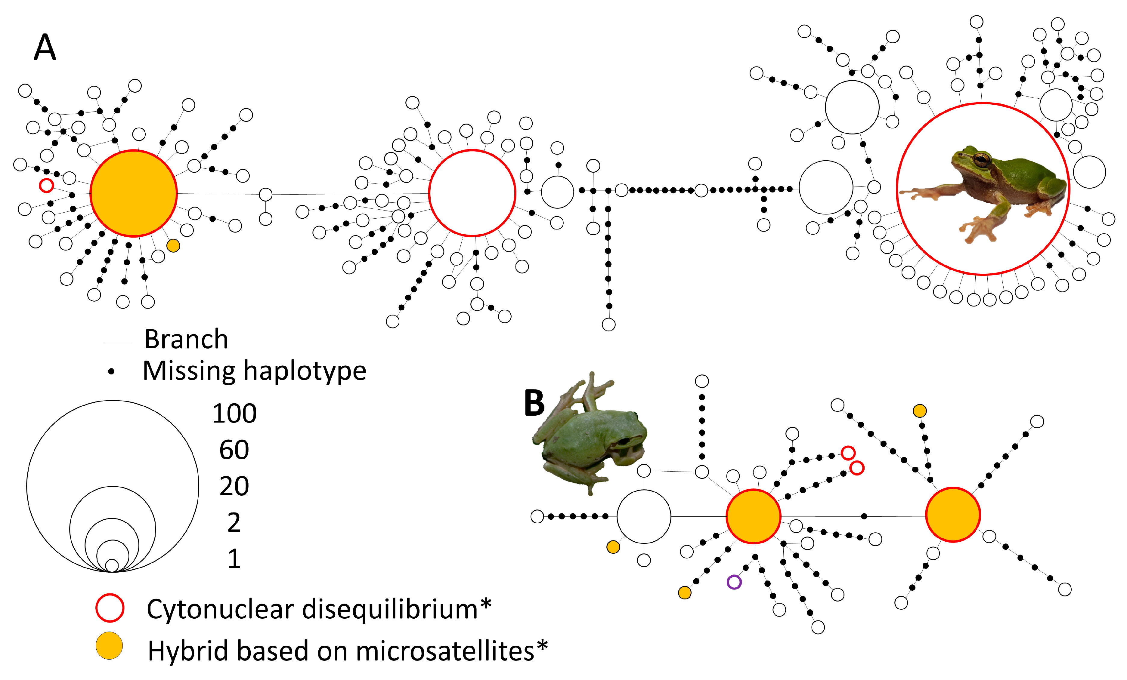 Animals Free Full-Text Large-Scale Hybridisation as an Extinction Threat to the Suweon Treefrog (Hylidae Dryophytes suweonensis) pic image