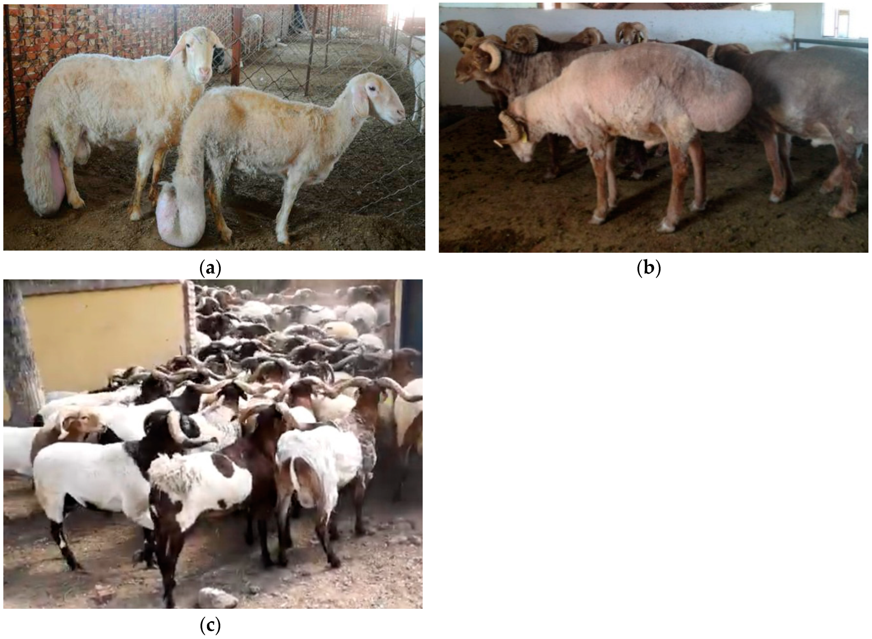 Animals | Free Full-Text | Genomic Scan for Selection Signature Reveals Fat Deposition in Chinese Indigenous Sheep with Extreme Tail Types Animals | Free Full-Text | Genomic Scan for Selection Signature Reveals Fat Deposition in Chinese Indigenous Sheep with Extreme Tail Types