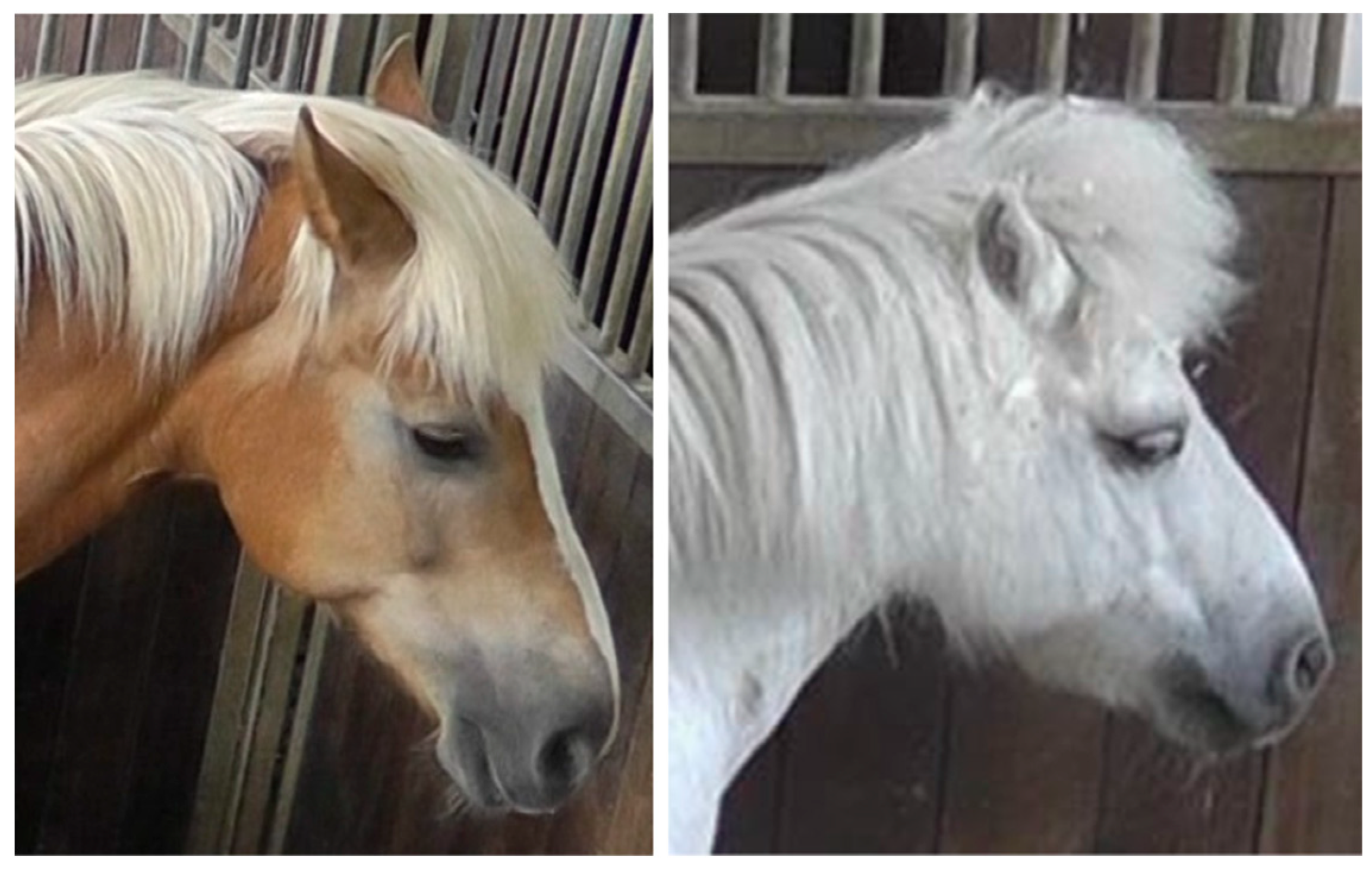 Animals 10 00781 g001 Animals 10 00781 g001