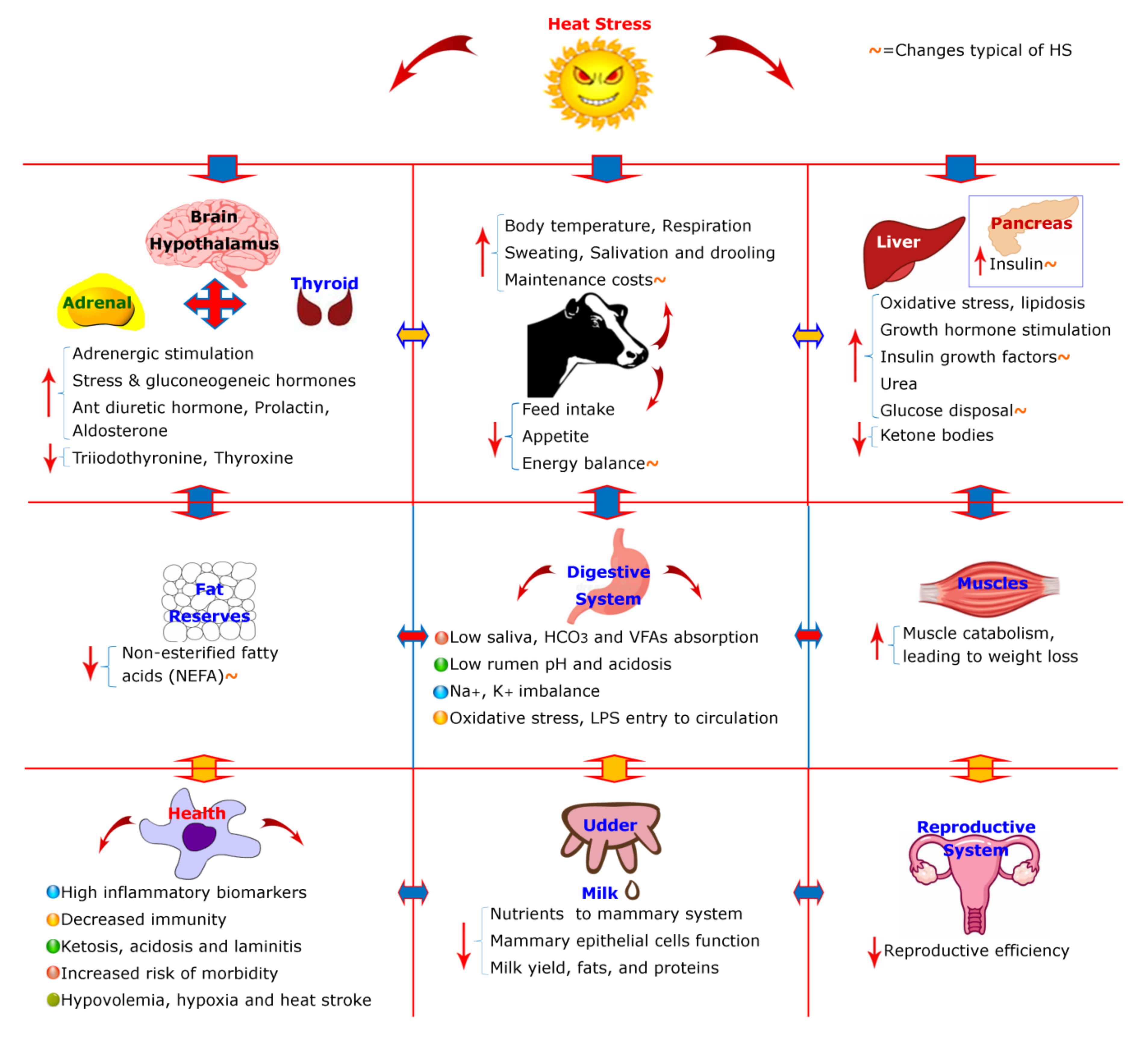 Animals | Free Full-Text | Nutritional Physiology and Biochemistry of Dairy Cattle under the Influence of Heat Stress: Consequences and Opportunities Animals | Free Full-Text | Nutritional Physiology and Biochemistry of Dairy Cattle under the Influence of Heat Stress: Consequences and Opportunities