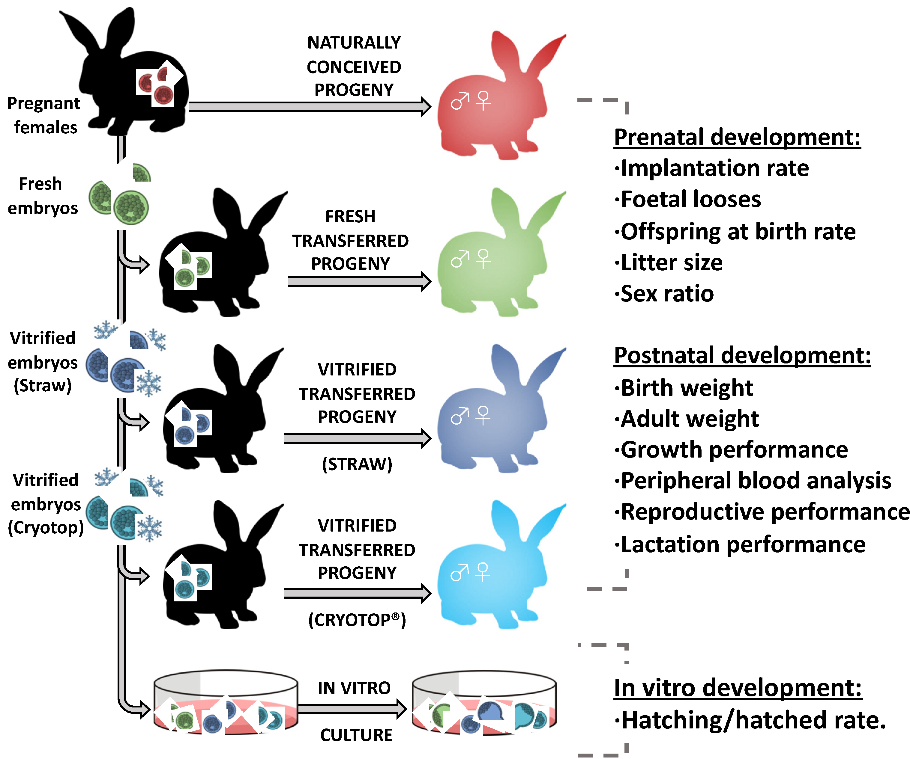 Animals | Free Full-Text | Developmental Plasticity in Response to Embryo Cryopreservation: The Importance of the Vitrification Device in Rabbits Animals | Free Full-Text | Developmental Plasticity in Response to Embryo Cryopreservation: The Importance of the Vitrification Device in Rabbits