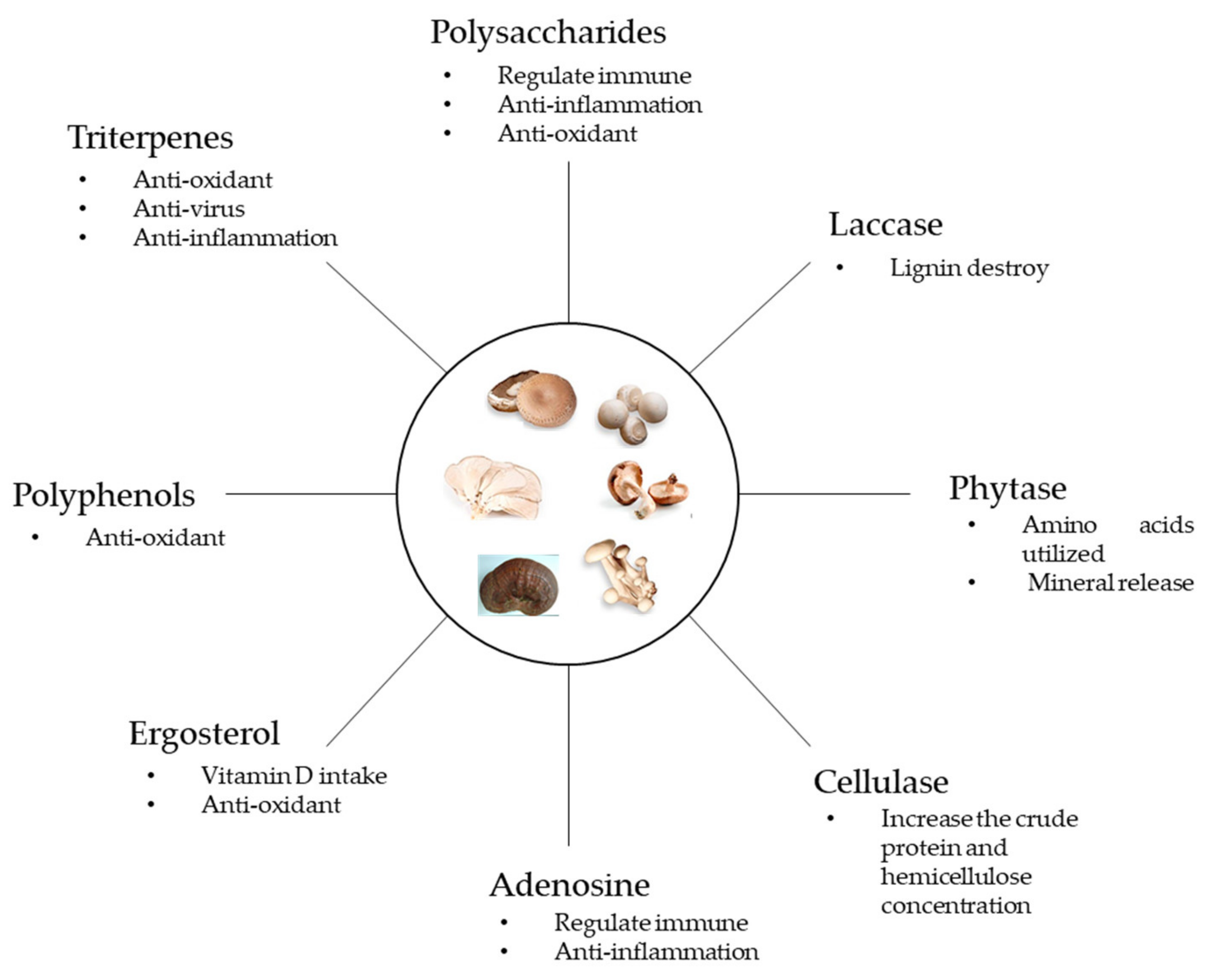 Animals | Free Full-Text | The Effects of Fungal Feed Additives in Animals: A Review Animals | Free Full-Text | The Effects of Fungal Feed Additives in Animals: A Review
