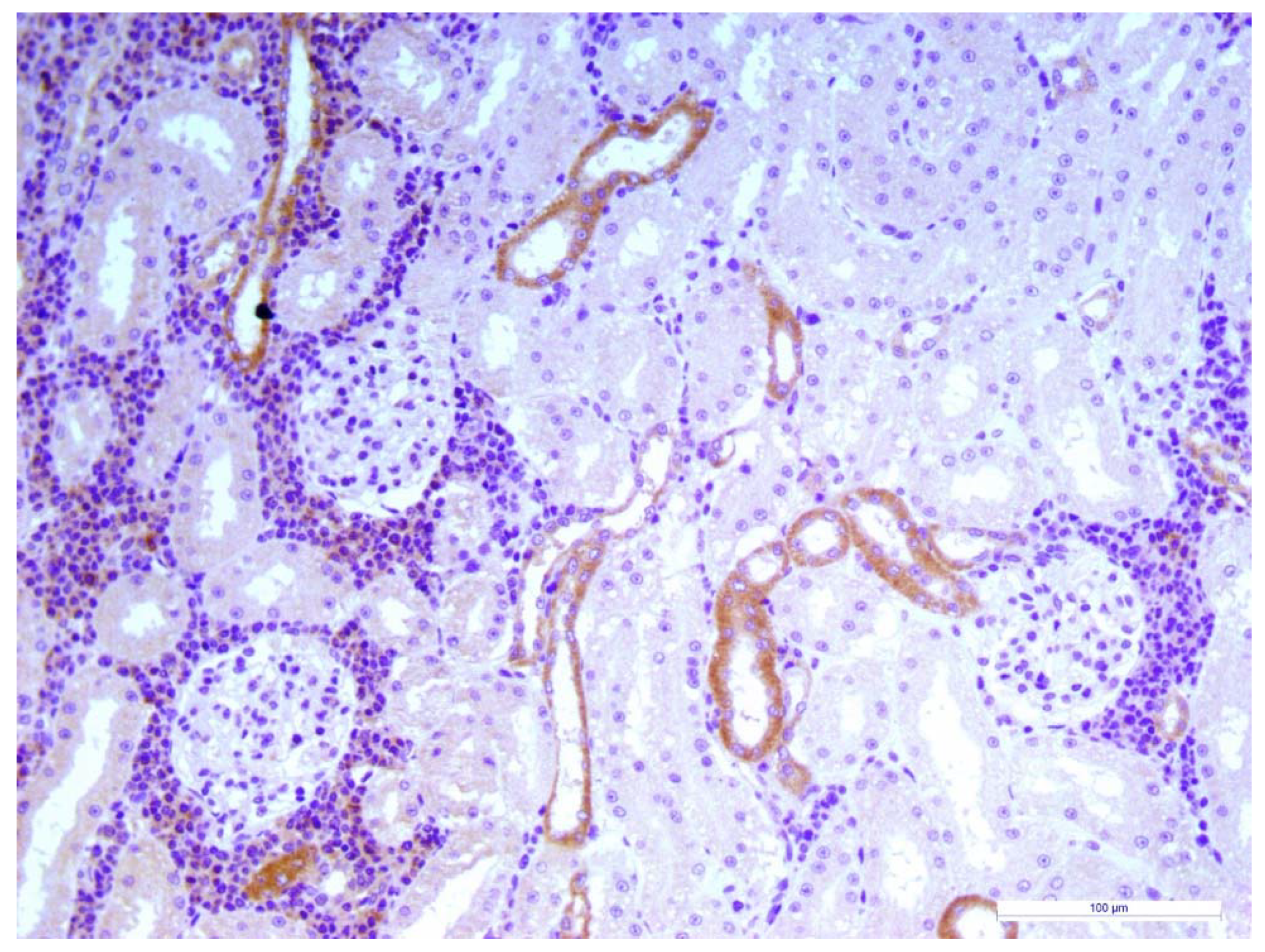 Animals 10 00828 g003 Animals 10 00828 g003