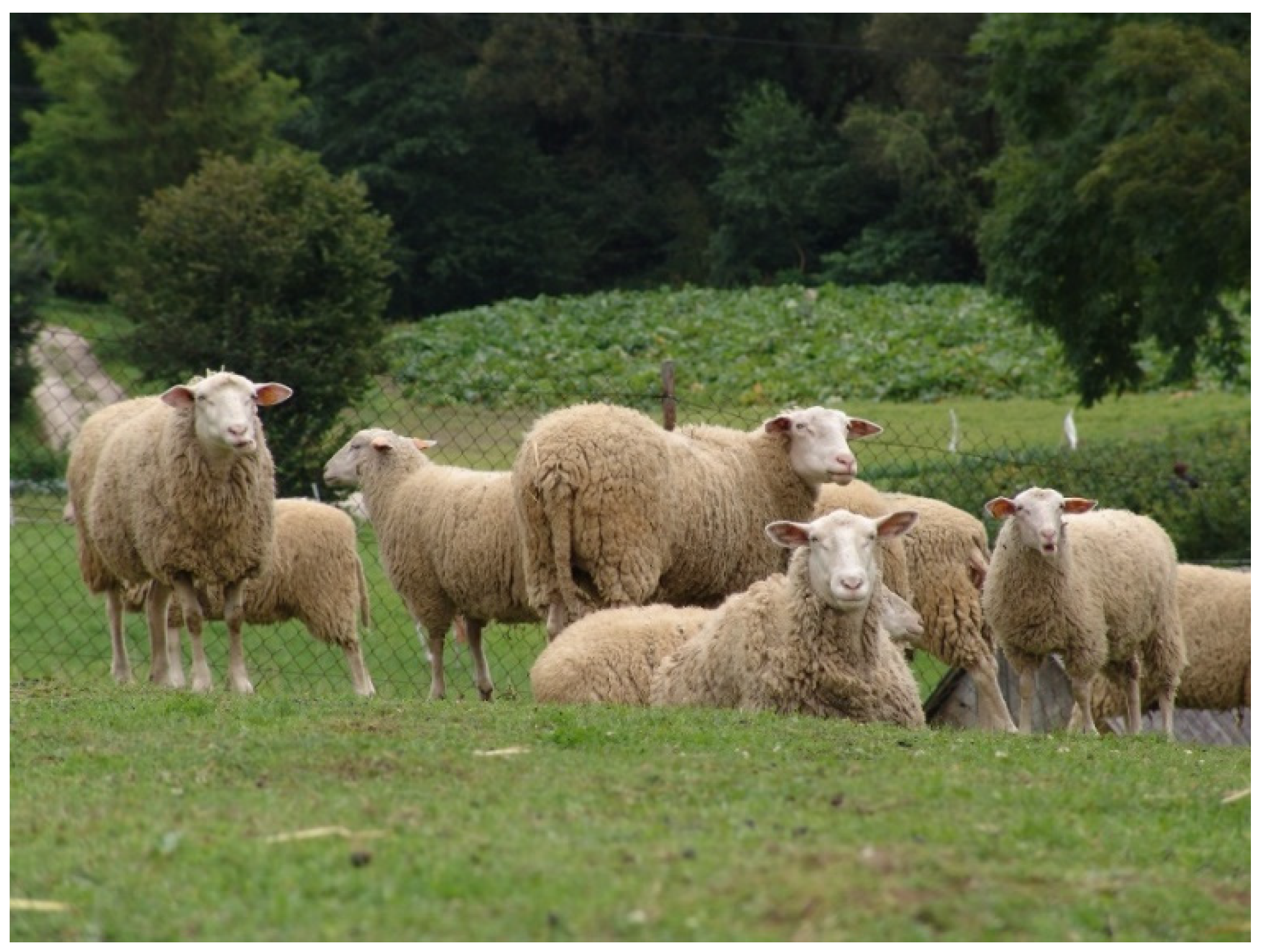 Animals 10 00844 g001