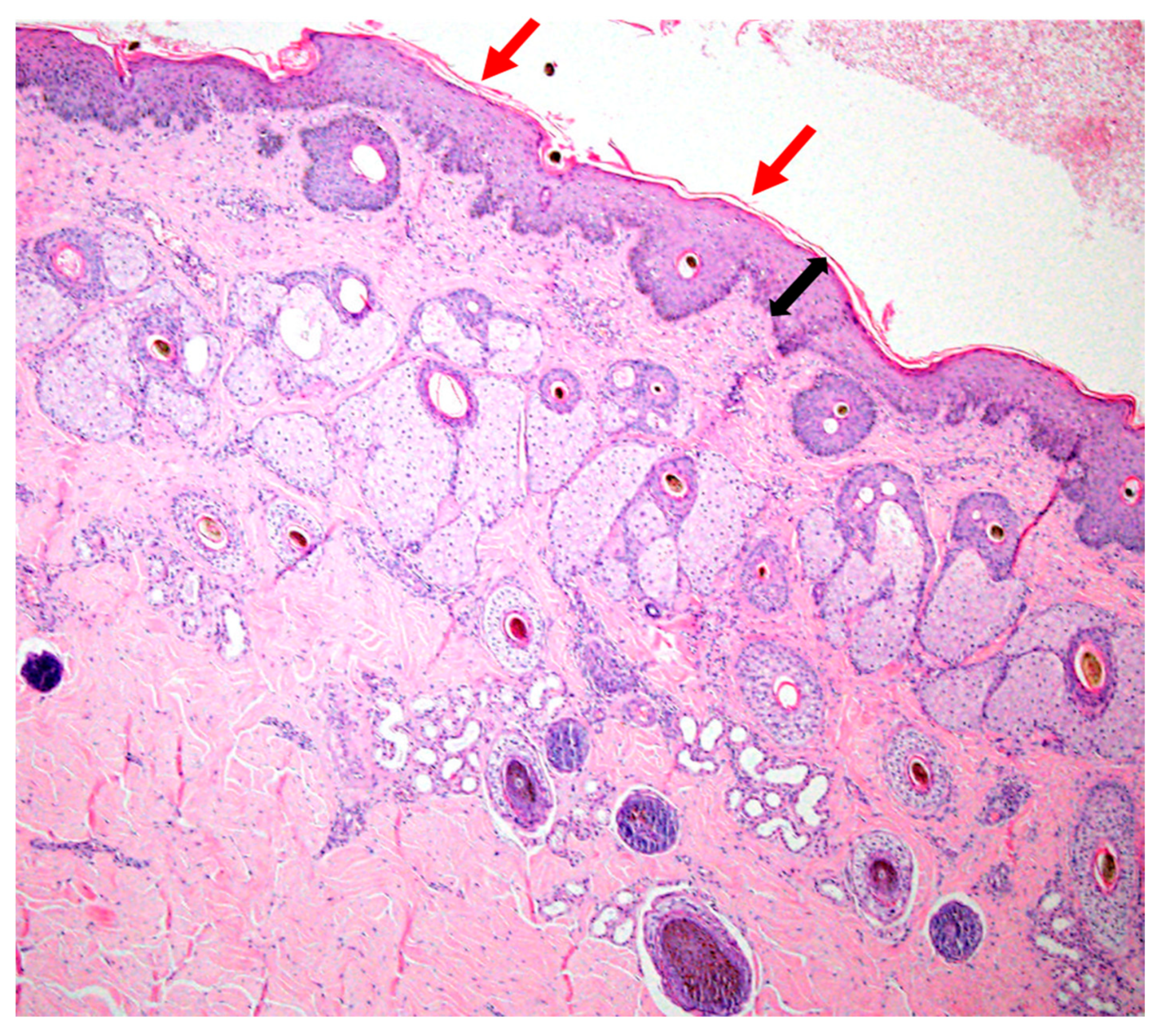 Animals 10 00871 g005