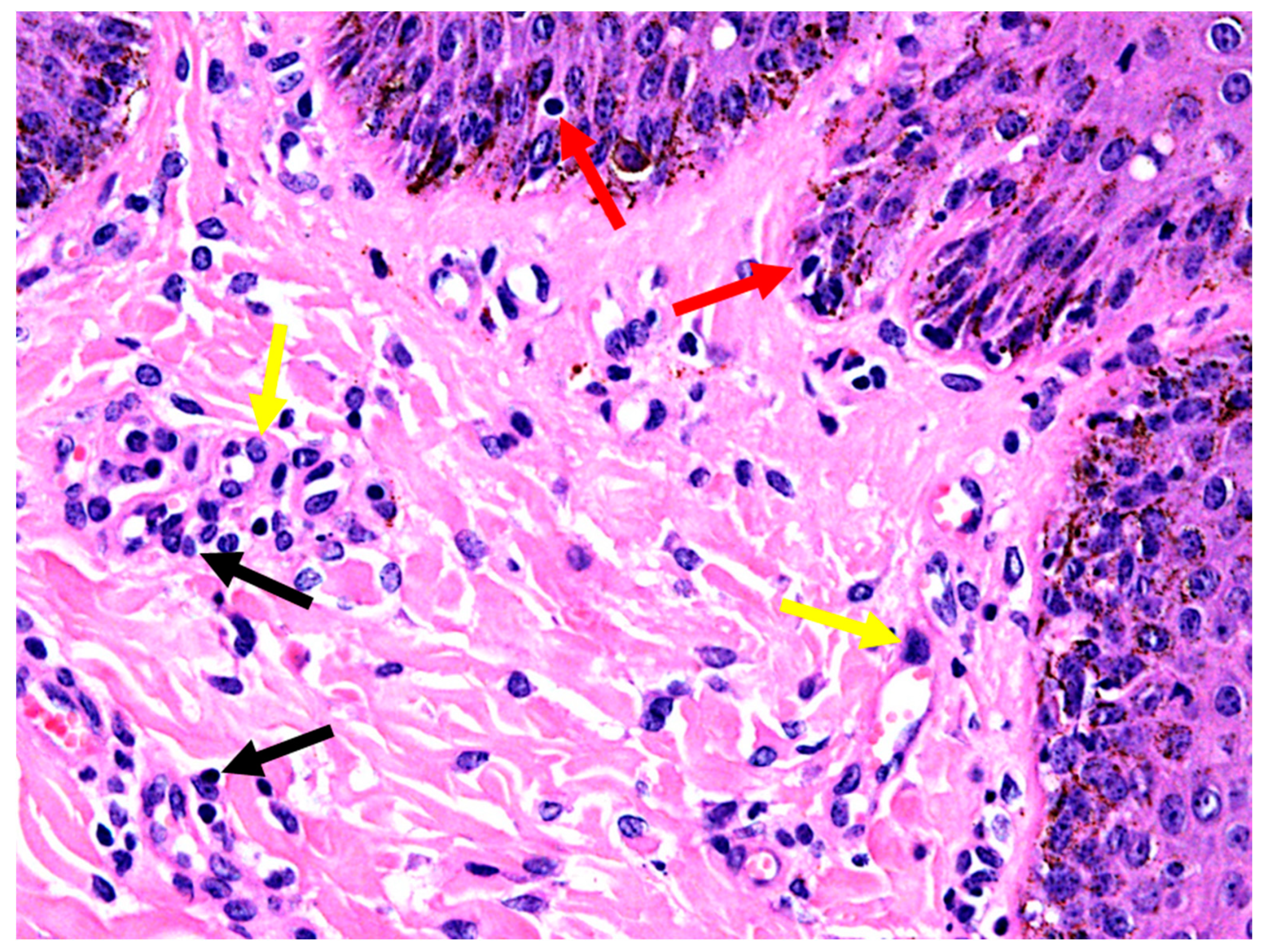 Animals 10 00871 g006