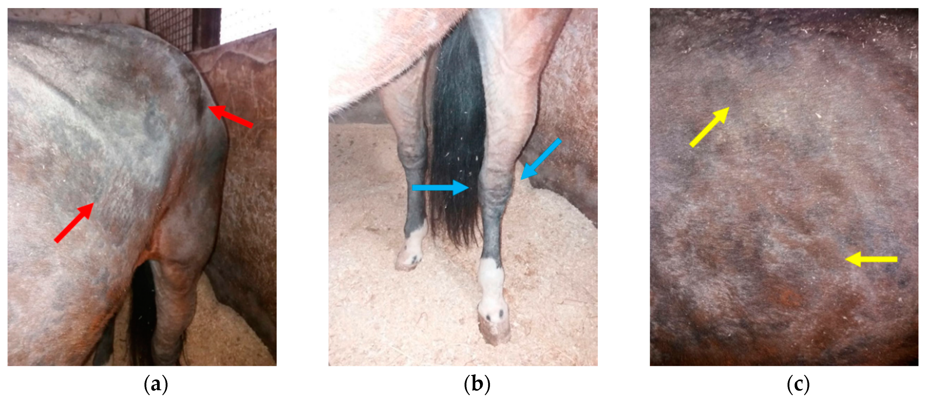 Animals Free FullText Rare Generalized Form of Fungal Dermatitis