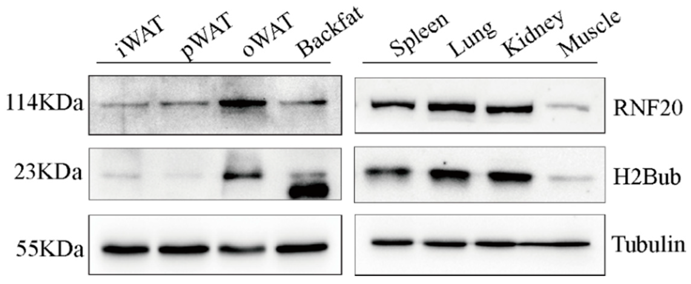 Animals 10 00888 g004 Animals 10 00888 g004