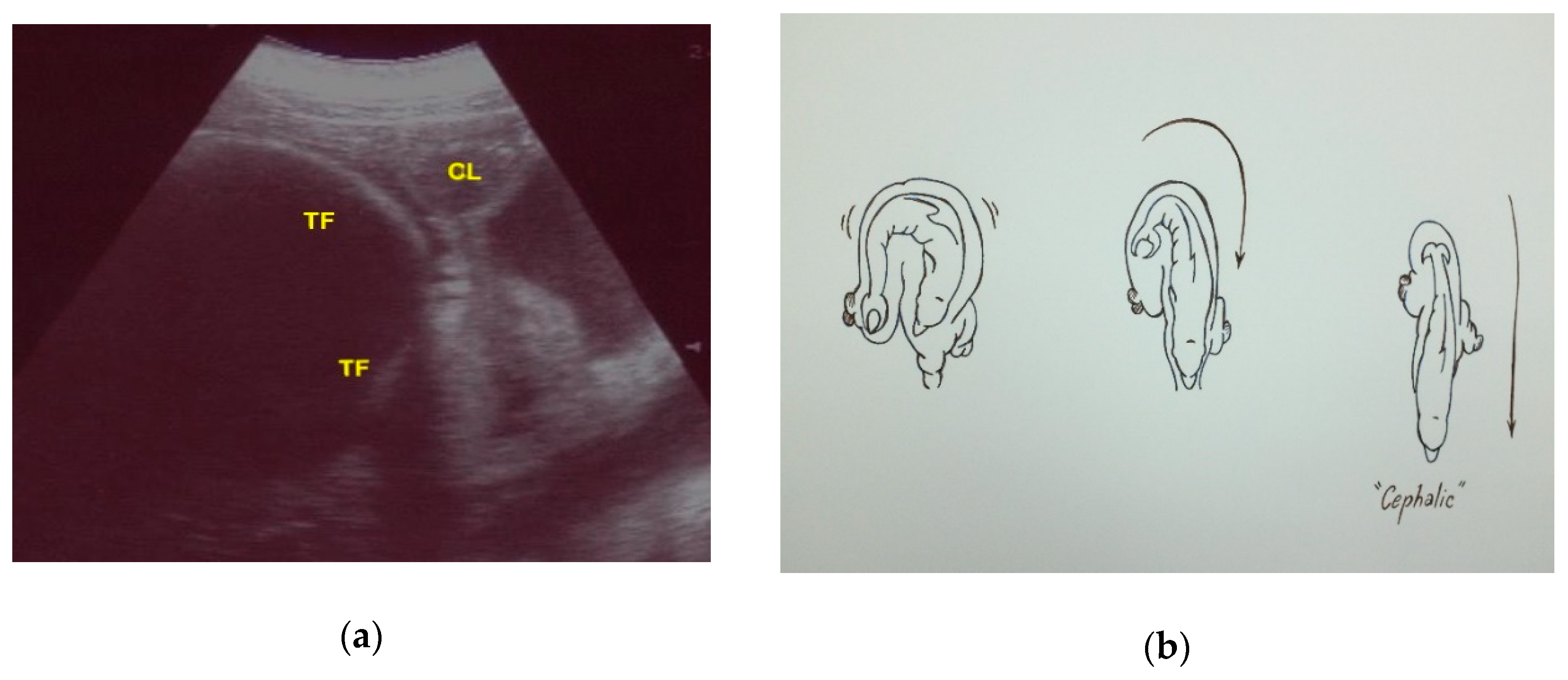 Animals 10 00908 g013 Animals 10 00908 g013