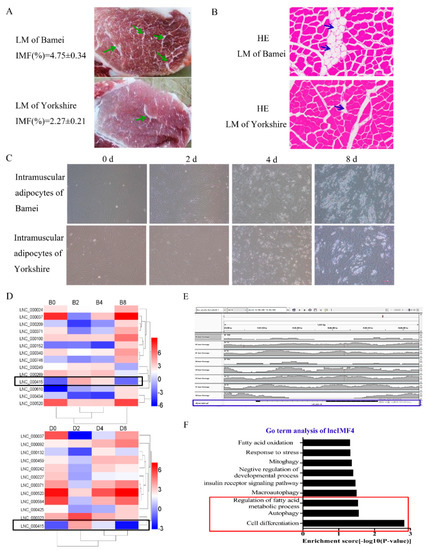 A Newly Identified LncRNA LncIMF4 Controls Adipogenesis of