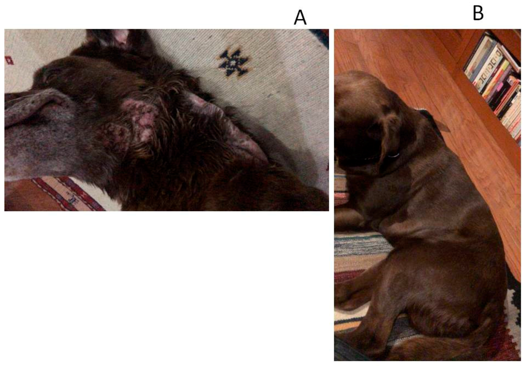Animals | Free Full-Text | Oral Plus Topical Administration of Enrofloxacin-Hydrochloride-Dihydrate for the Treatment of Unresponsive Canine Pyoderma. A Clinical Trial Animals | Free Full-Text | Oral Plus Topical Administration of Enrofloxacin-Hydrochloride-Dihydrate for the Treatment of Unresponsive Canine Pyoderma. A Clinical Trial