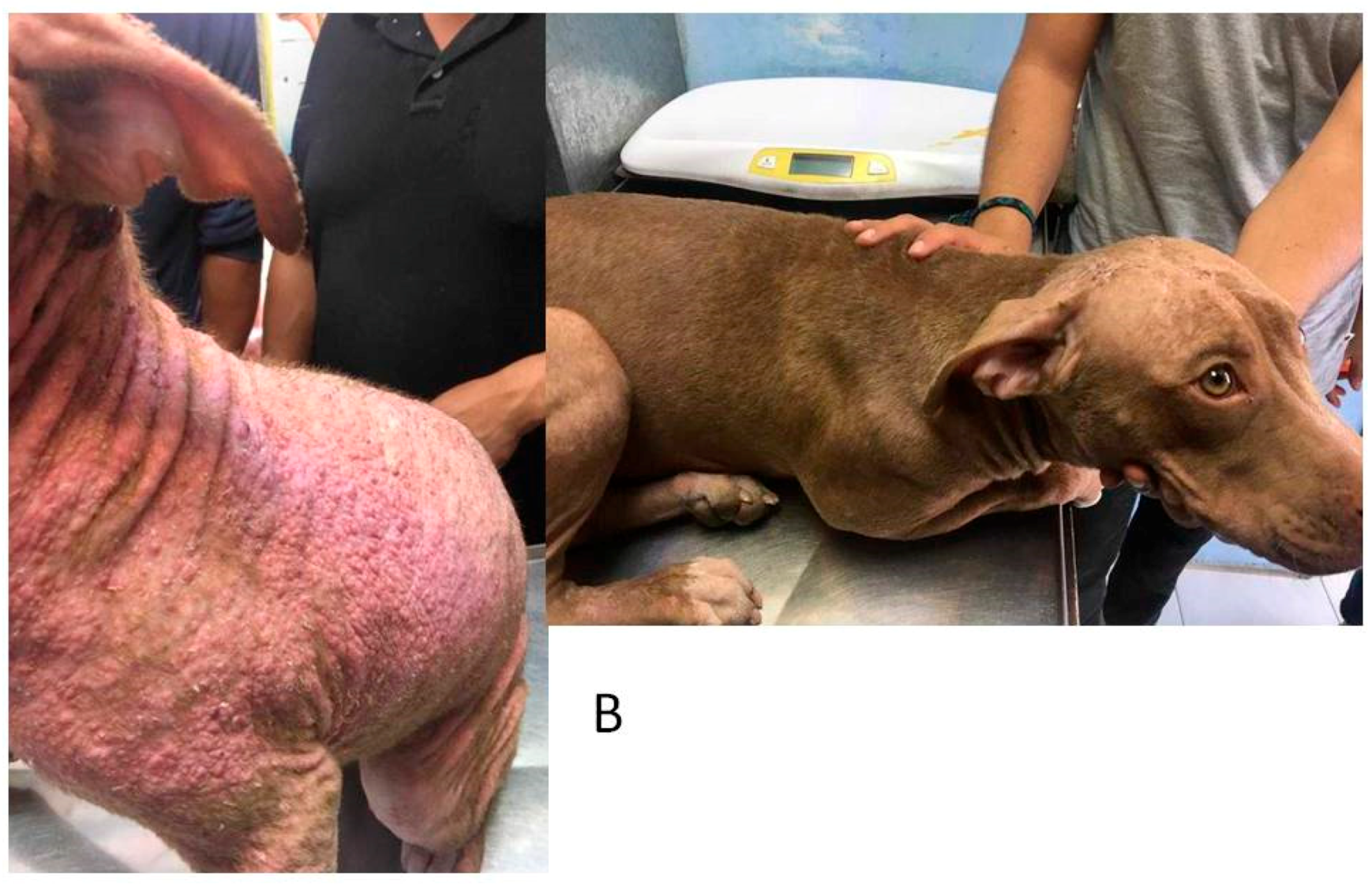 Animals | Free Full-Text | Oral Plus Topical Administration of Enrofloxacin-Hydrochloride-Dihydrate for the Treatment of Unresponsive Canine Pyoderma. A Clinical Trial Animals | Free Full-Text | Oral Plus Topical Administration of Enrofloxacin-Hydrochloride-Dihydrate for the Treatment of Unresponsive Canine Pyoderma. A Clinical Trial