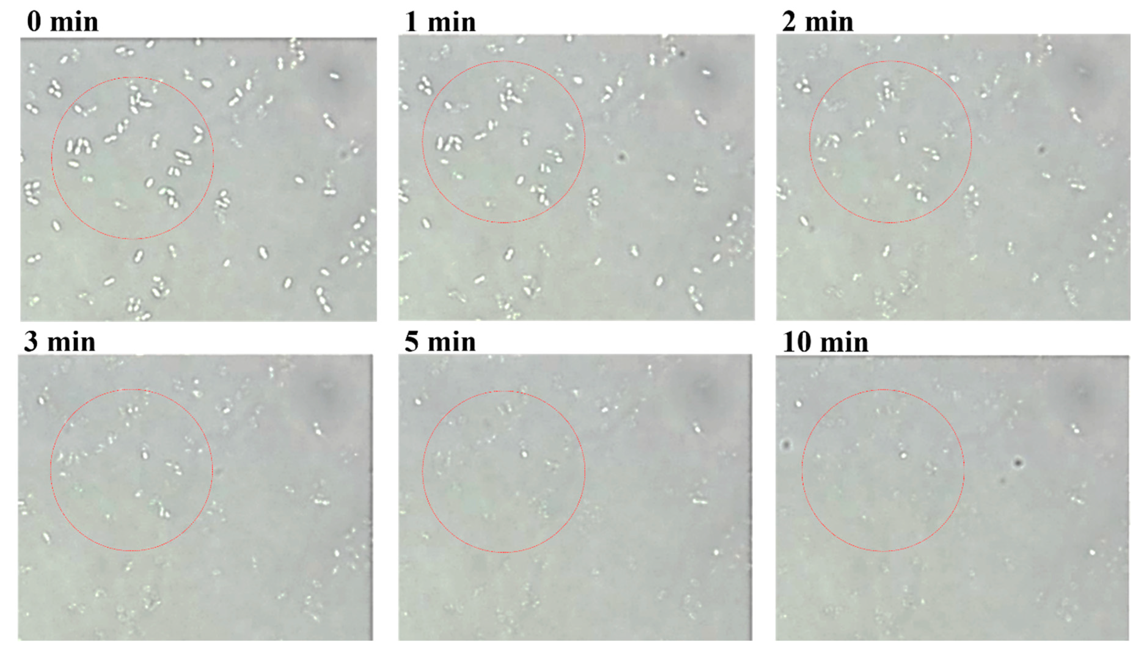 Animals 10 00963 g003