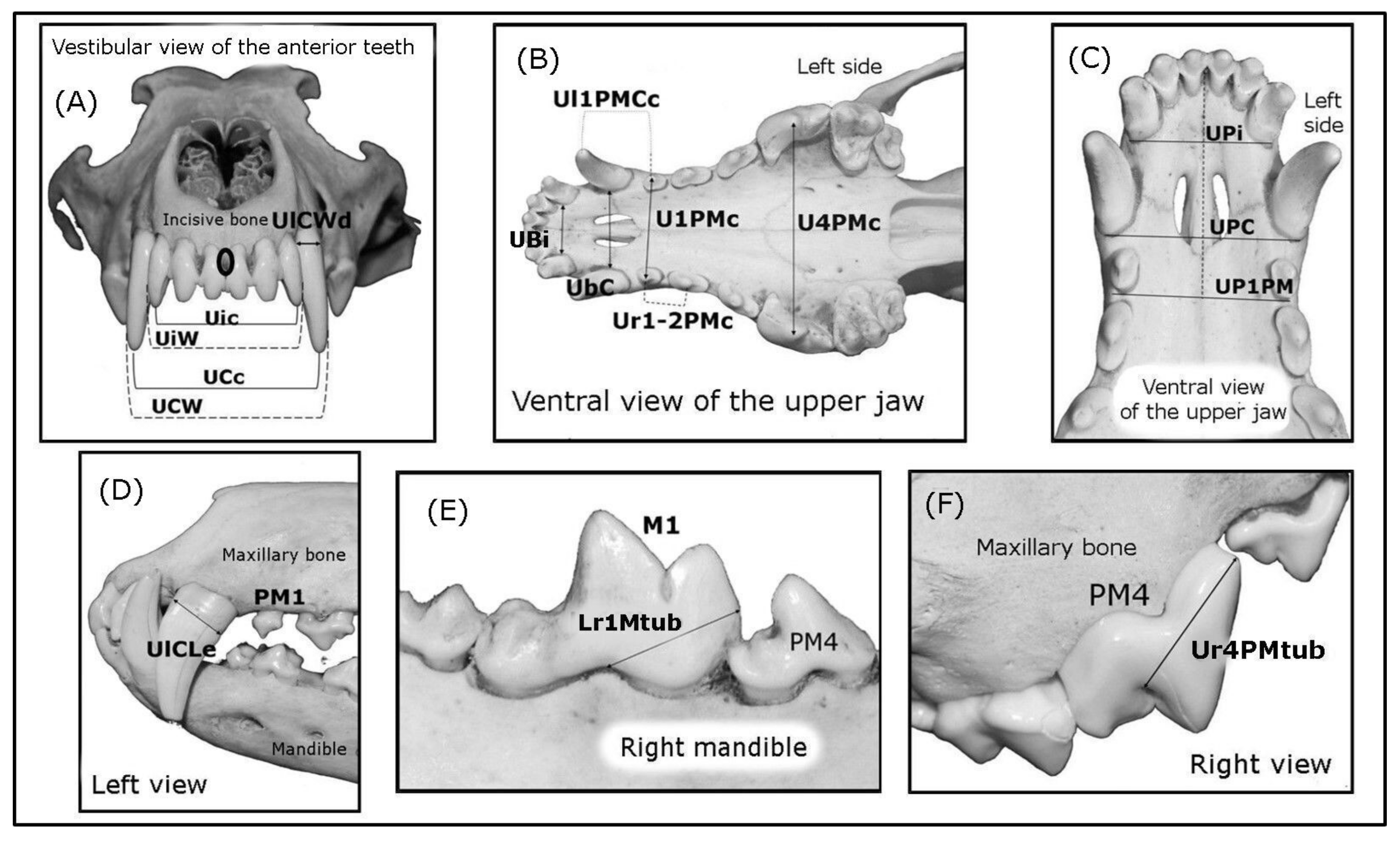 Animals | Free Full-Text | A Morphological and Morphometric Dental Analysis as a Forensic Tool to Identify the Iberian Wolf (Canis Lupus Signatus) Animals | Free Full-Text | A Morphological and Morphometric Dental Analysis as a Forensic Tool to Identify the Iberian Wolf (Canis Lupus Signatus)