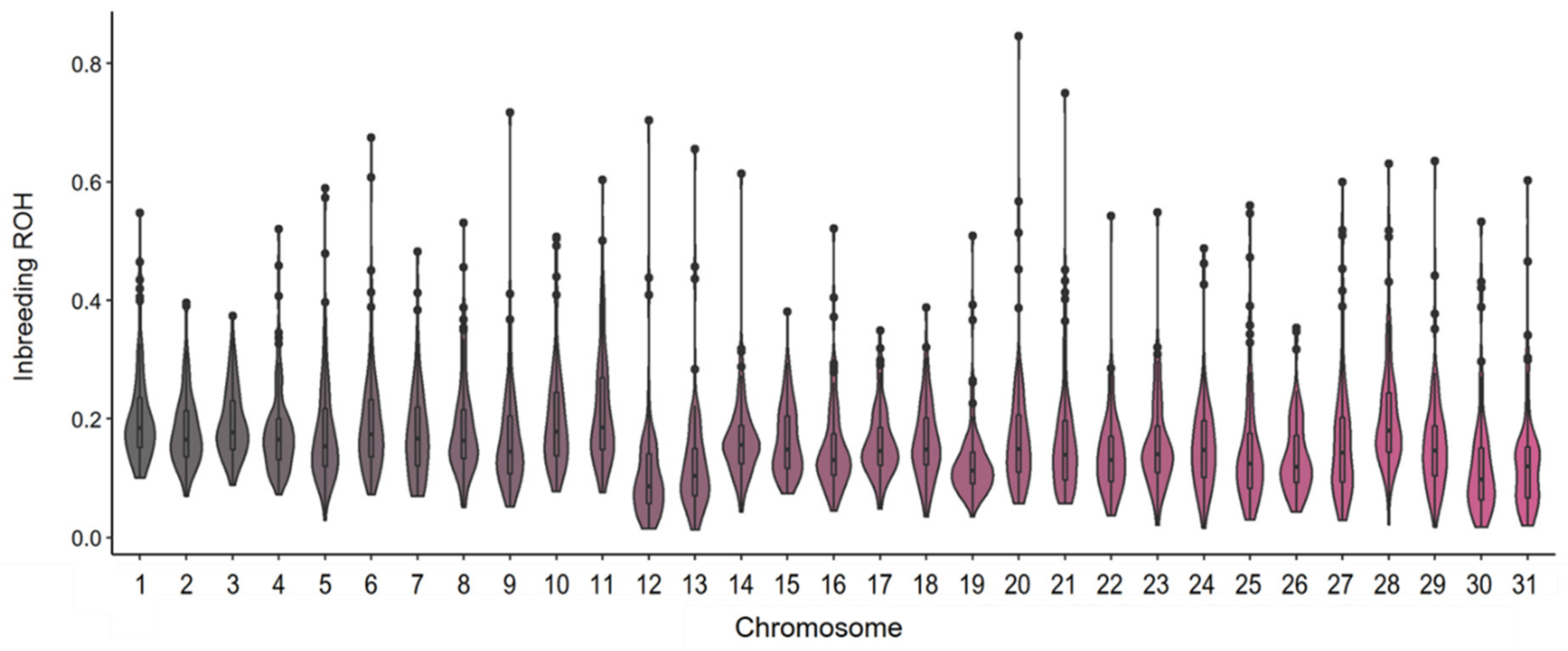 Violin plots of mean total sum of ROH longer than 1 Mb (in Gb