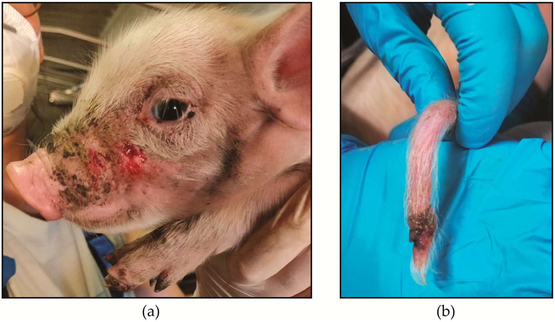 Animals 10 01016 g003 Animals 10 01016 g003