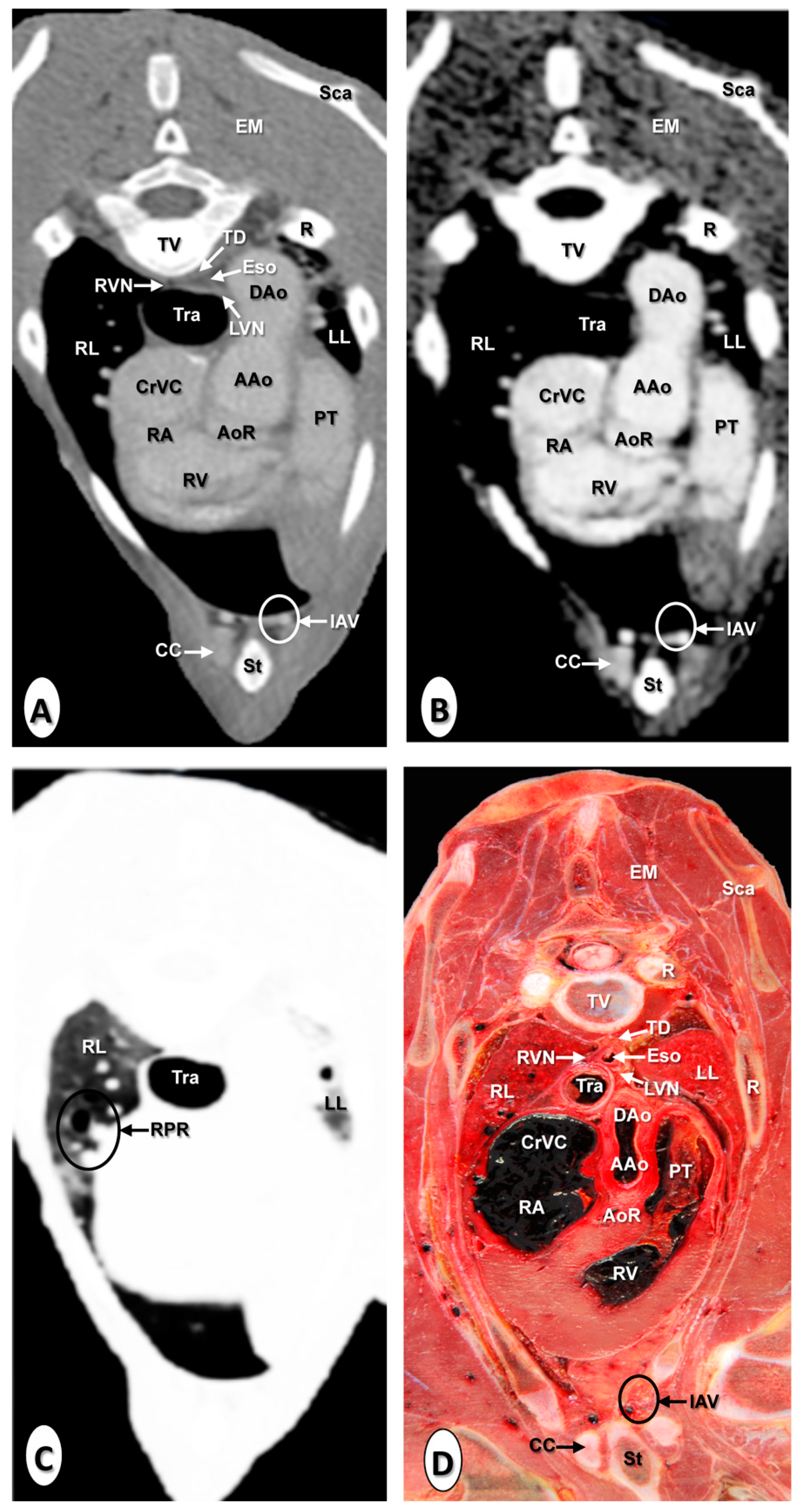 Animals 10 01045 g002