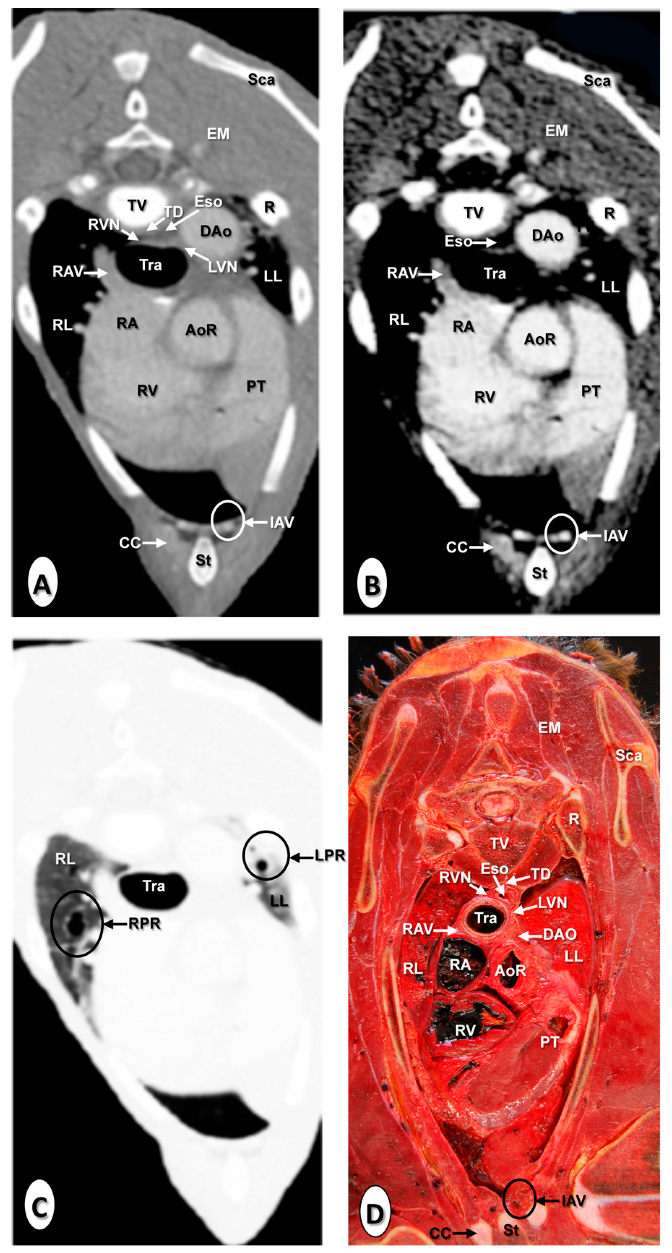 Animals 10 01045 g003
