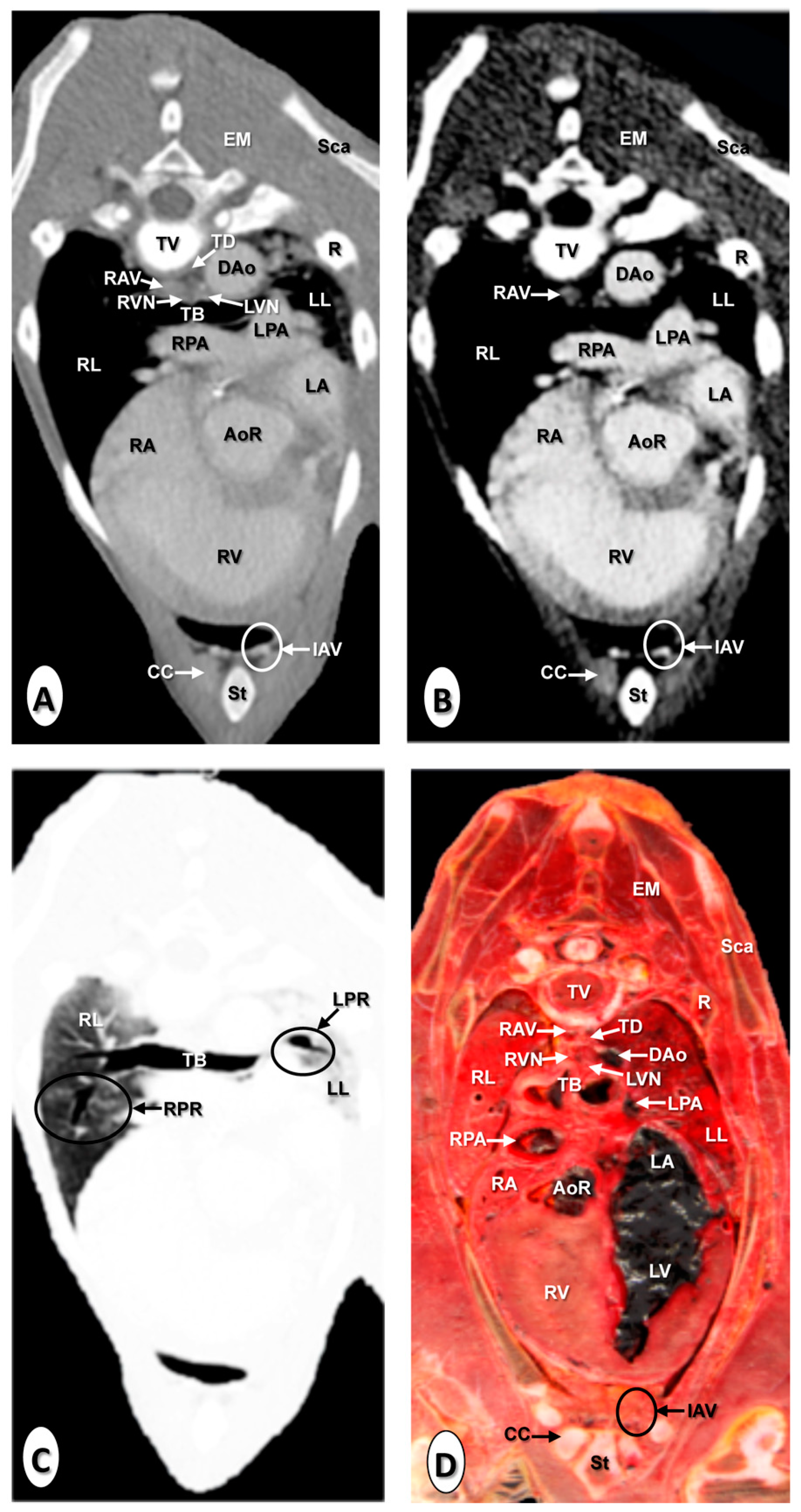 Animals 10 01045 g004