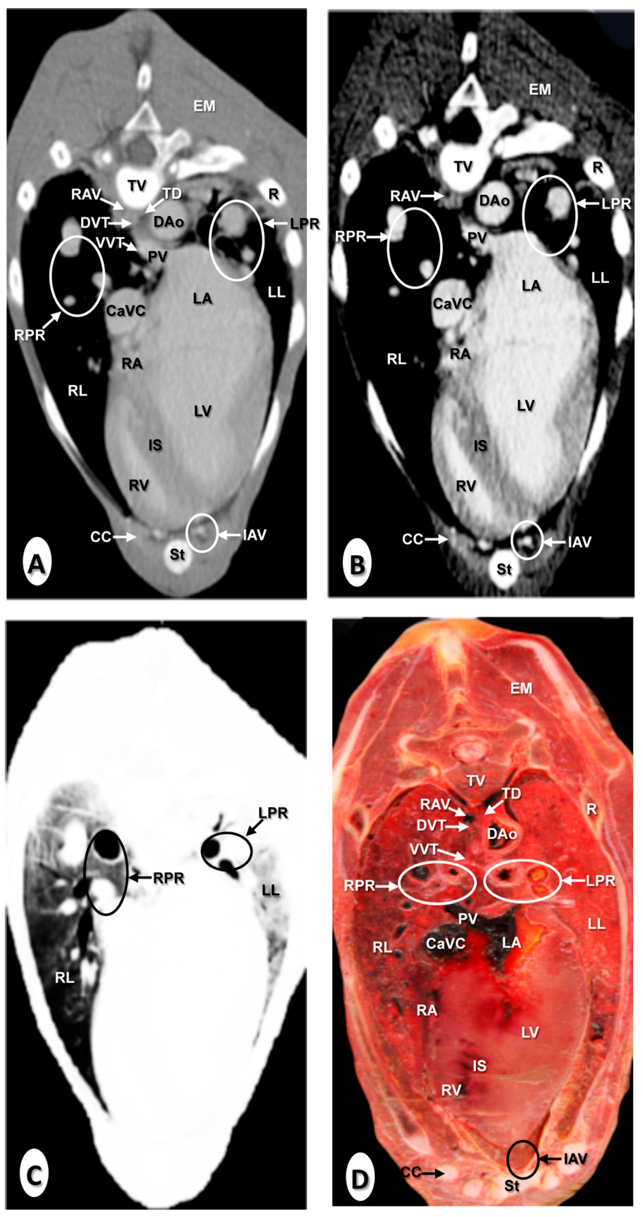 Animals 10 01045 g005