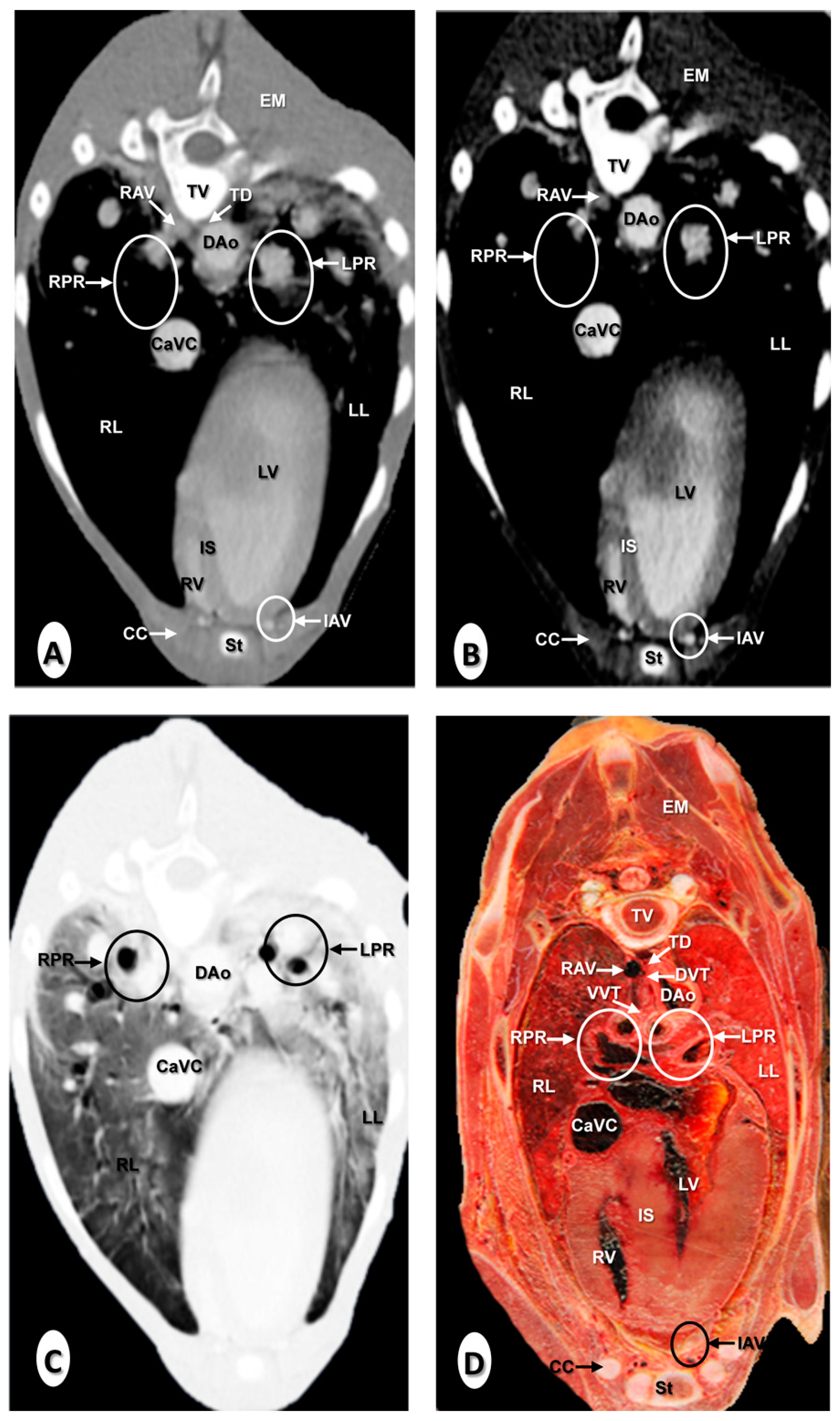 Animals 10 01045 g006