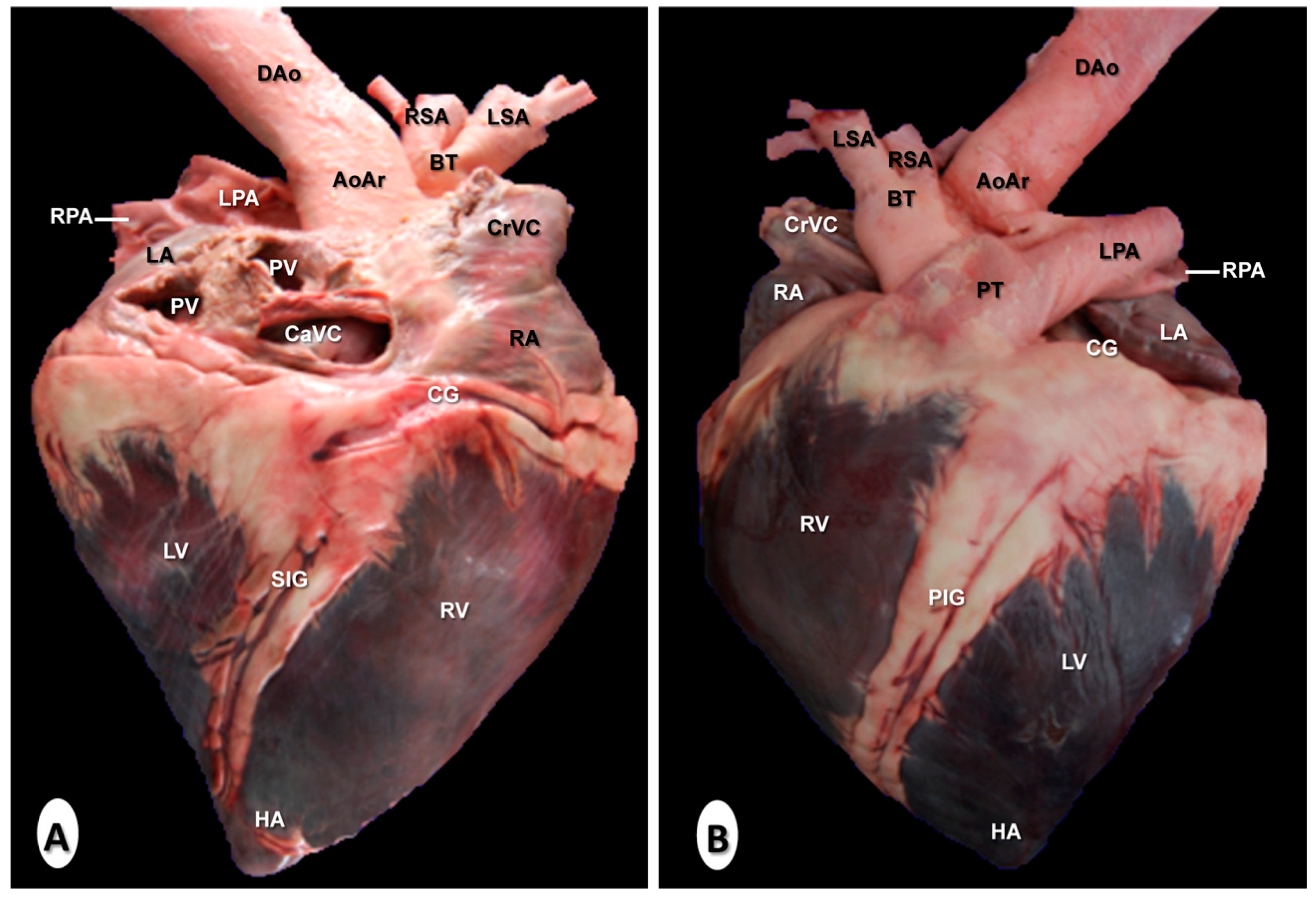 Animals 10 01045 g008