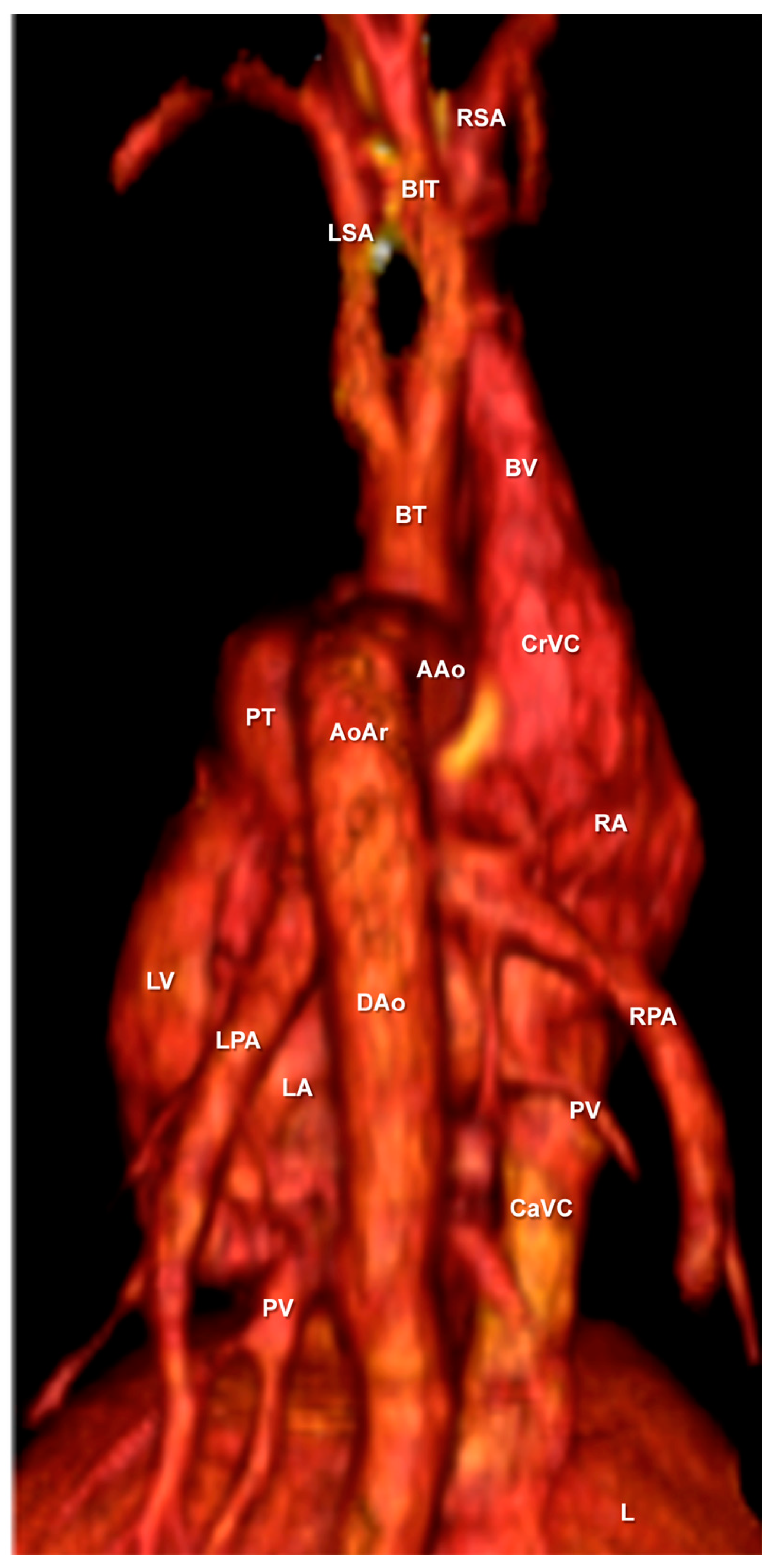Animals 10 01045 g010