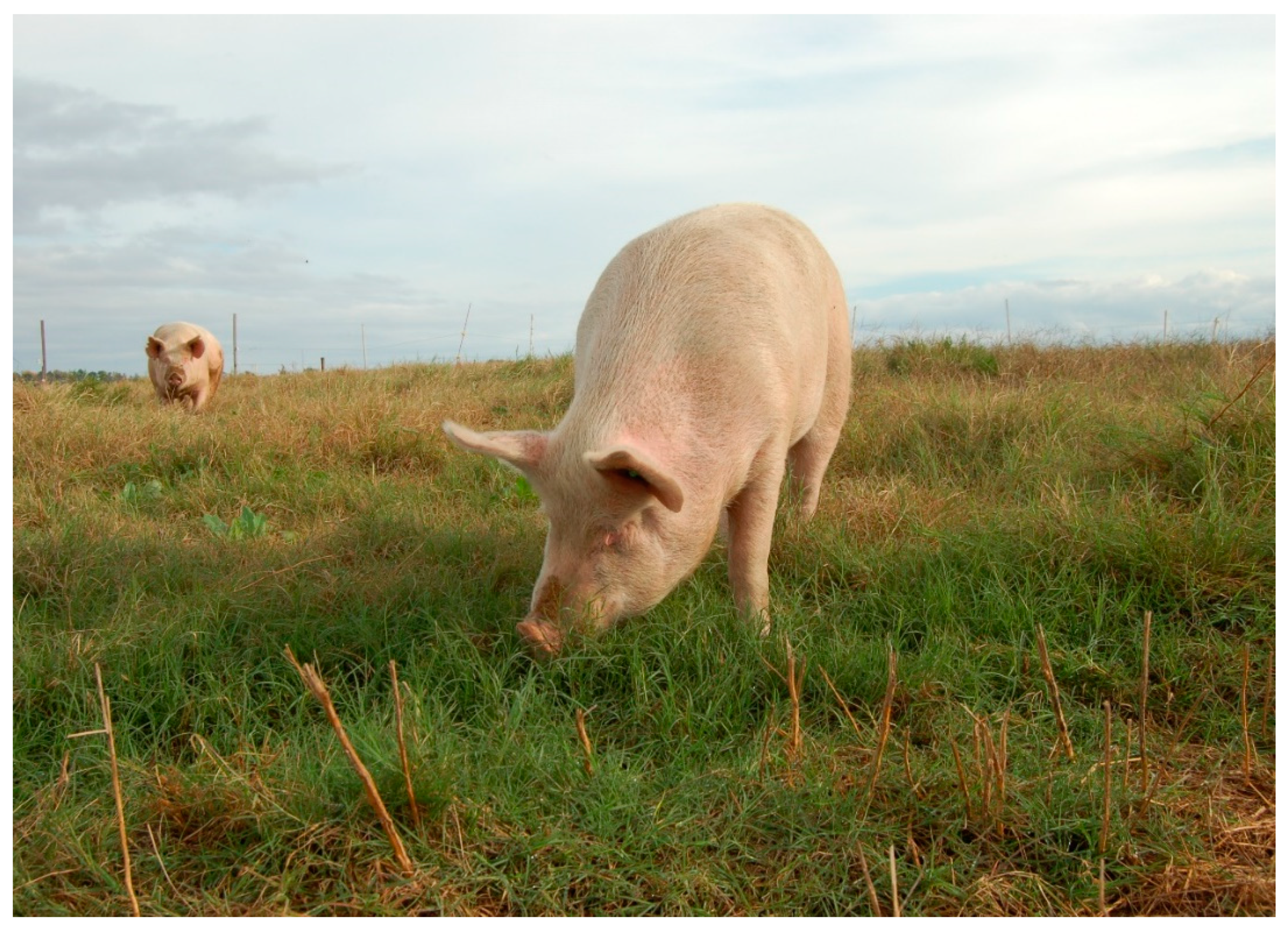 Animals 10 01046 g005