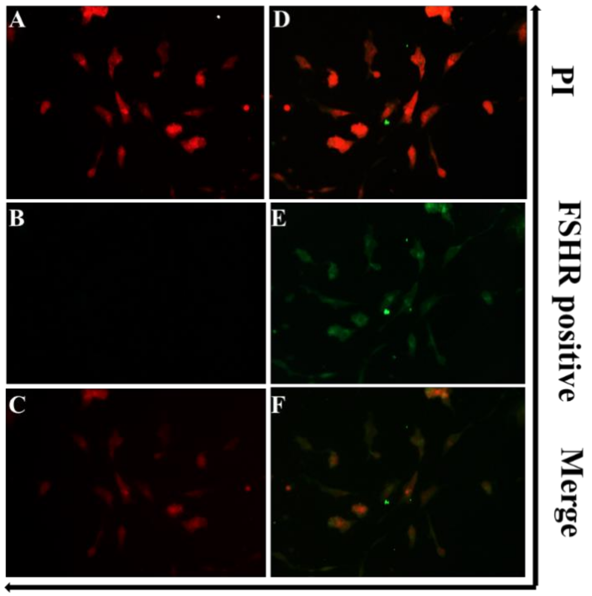 Animals 10 01060 g002