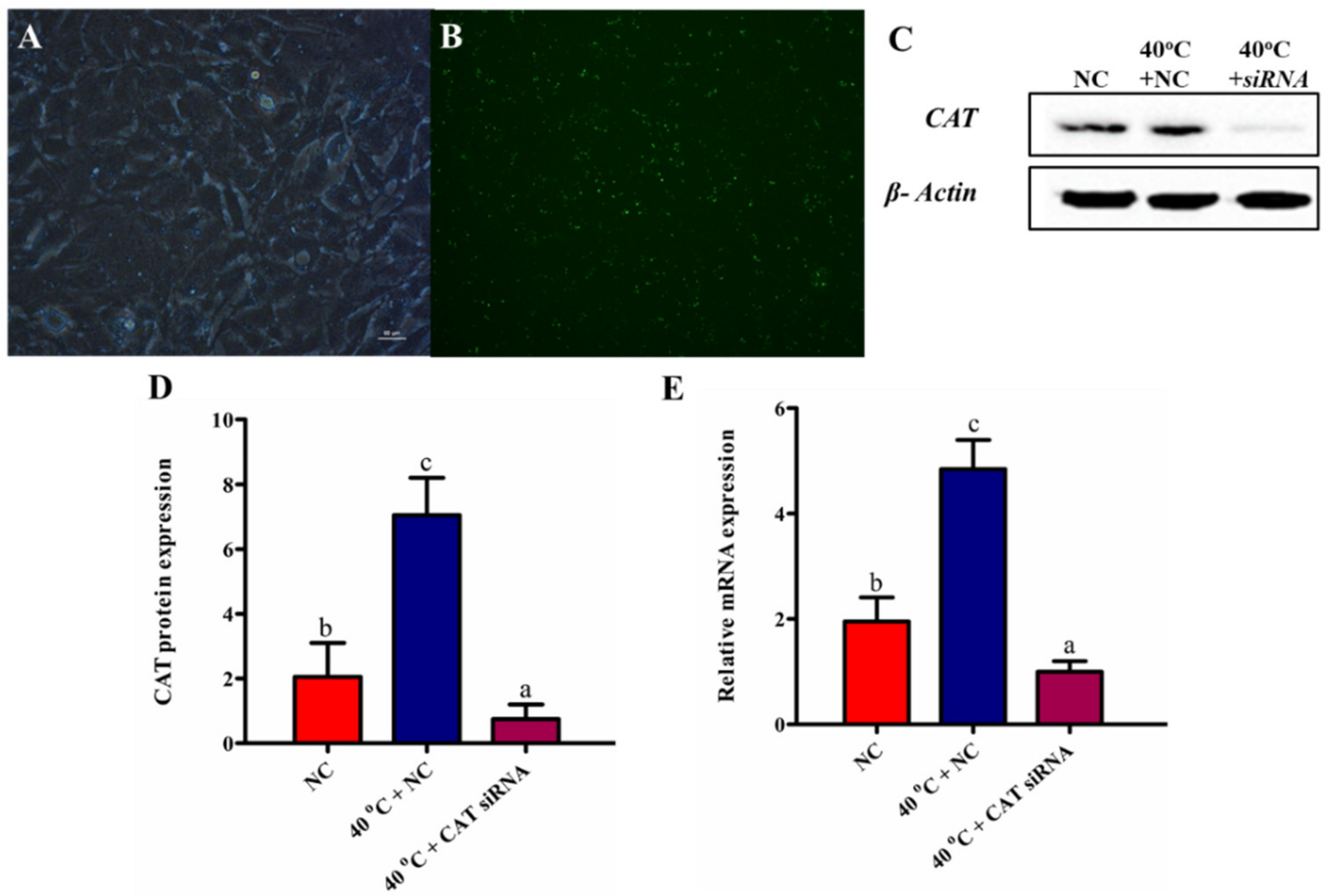 Animals 10 01060 g003