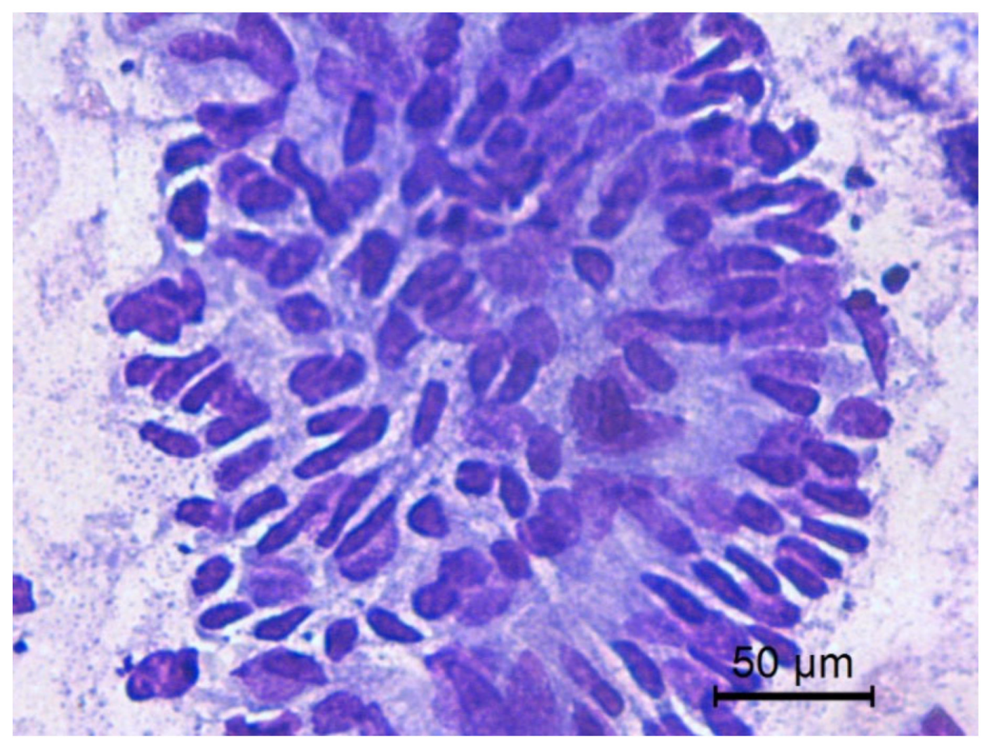 Animals 10 01062 g004 Animals 10 01062 g004