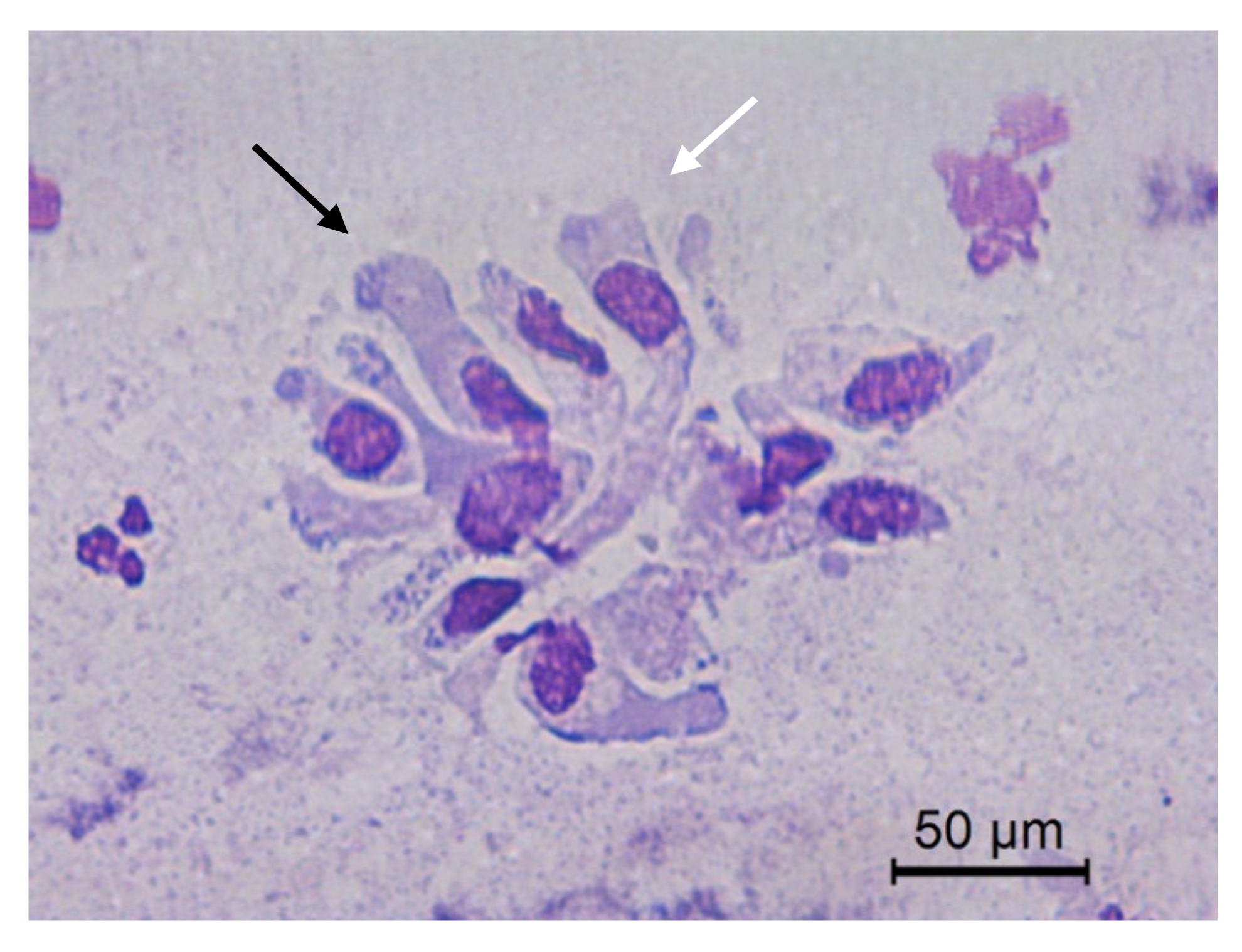 Animals 10 01062 g005 Animals 10 01062 g005