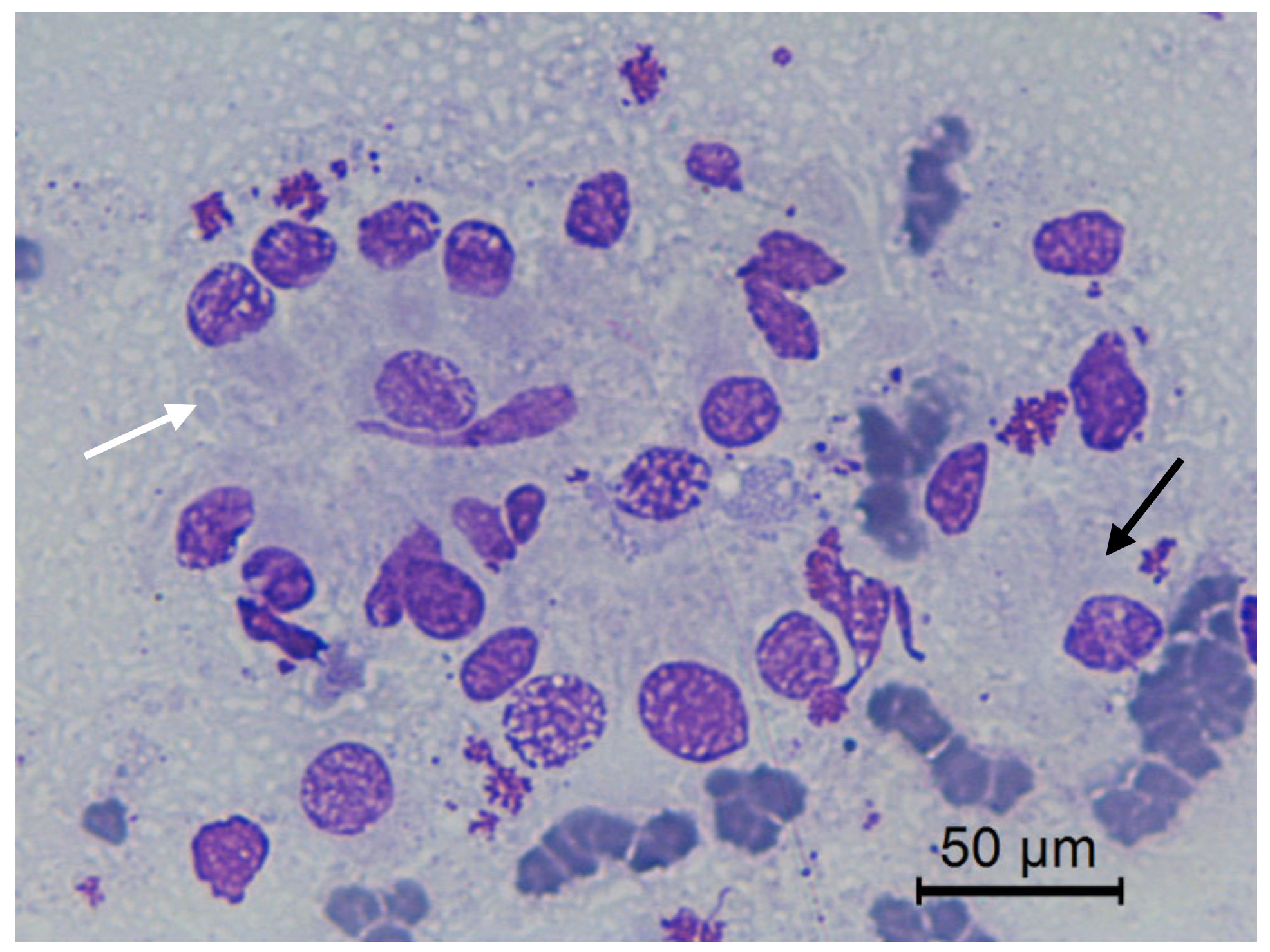 Animals 10 01062 g007 Animals 10 01062 g007