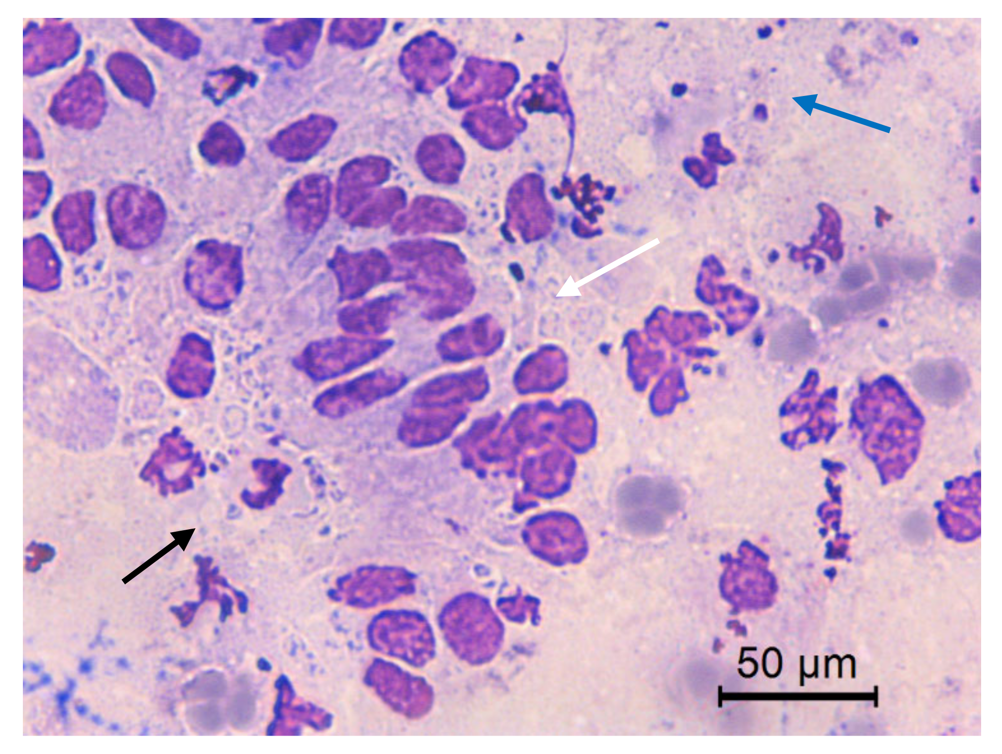 Animals 10 01062 g011 Animals 10 01062 g011