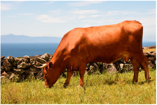 Mount and blade buying cattle Mount and blade buying cattle