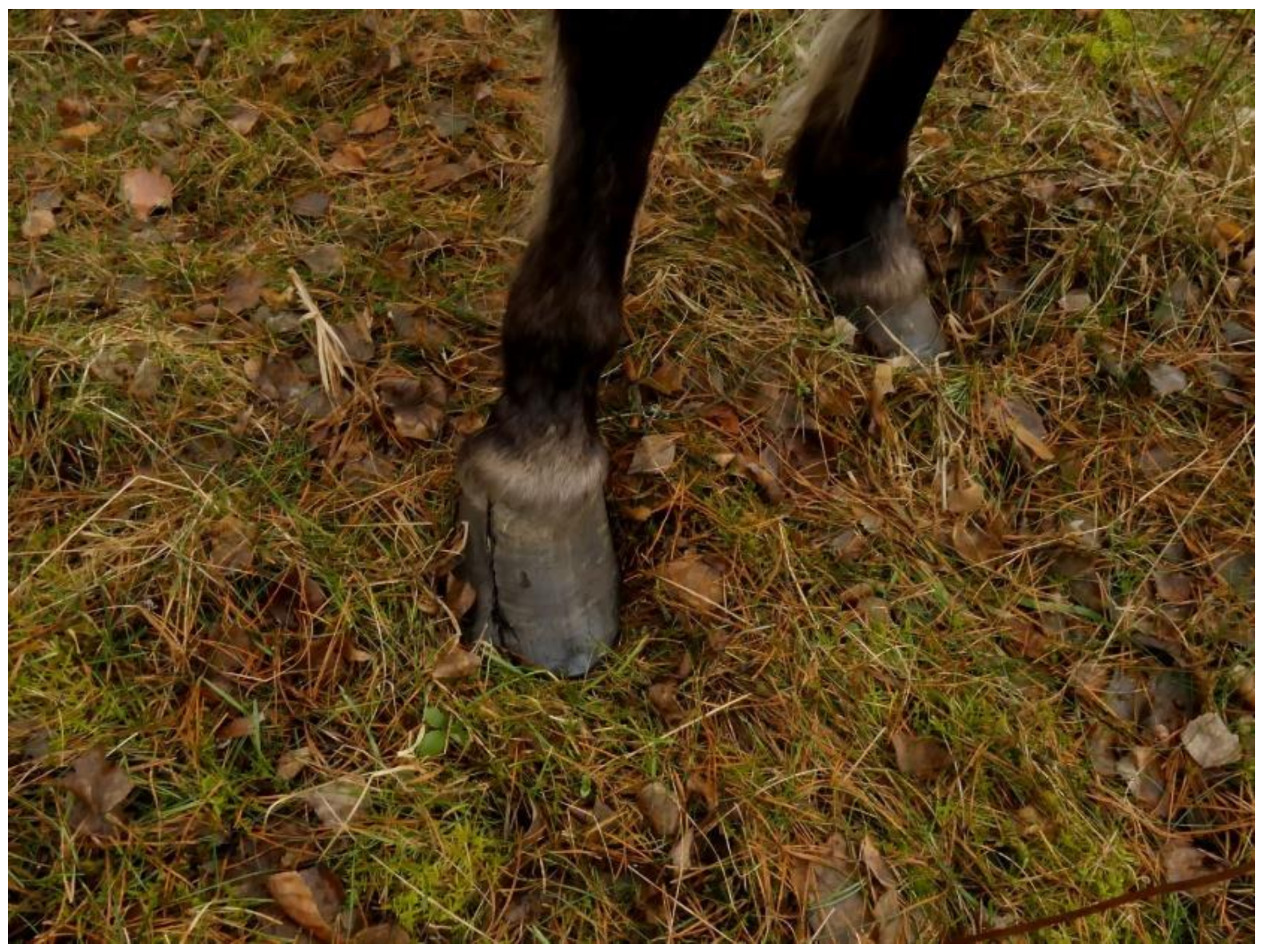 Animals 10 01094 g003