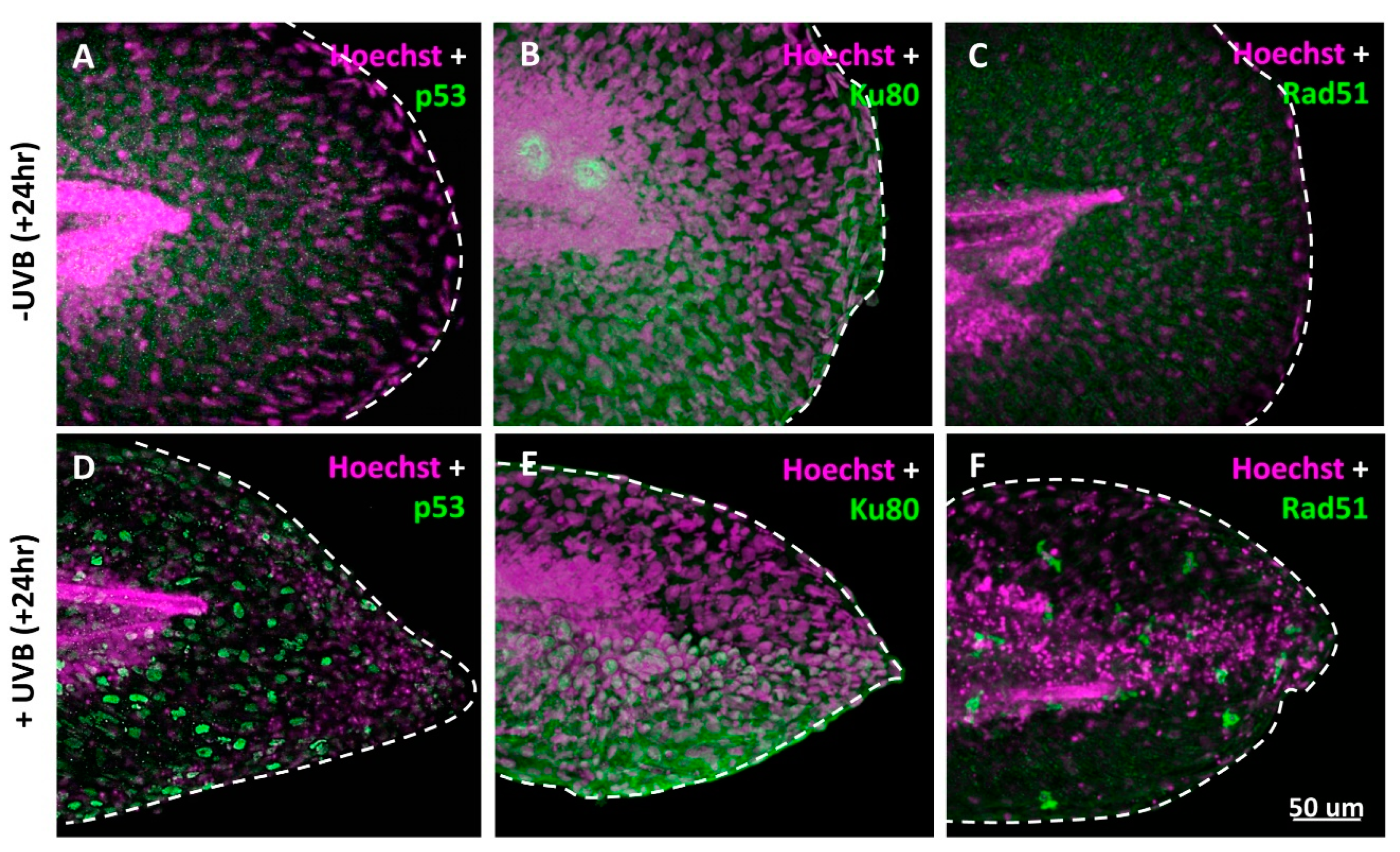 Animals 10 01096 g003