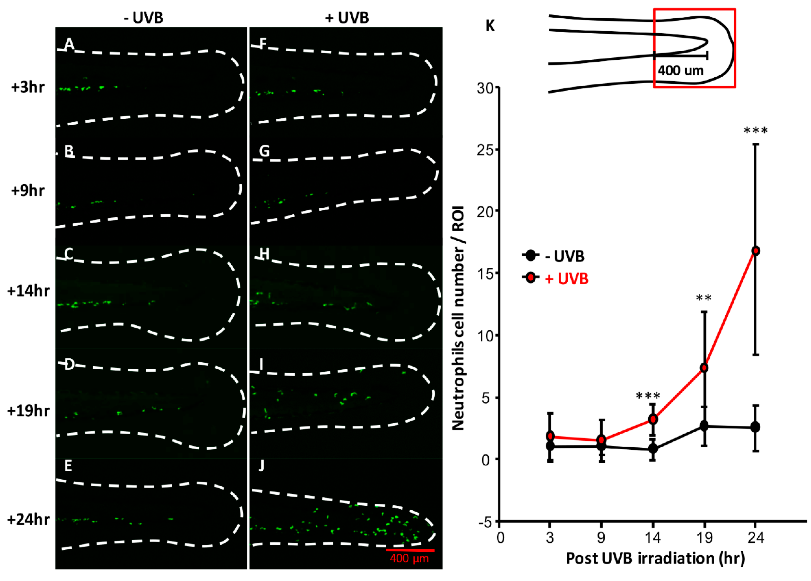 Animals 10 01096 g005