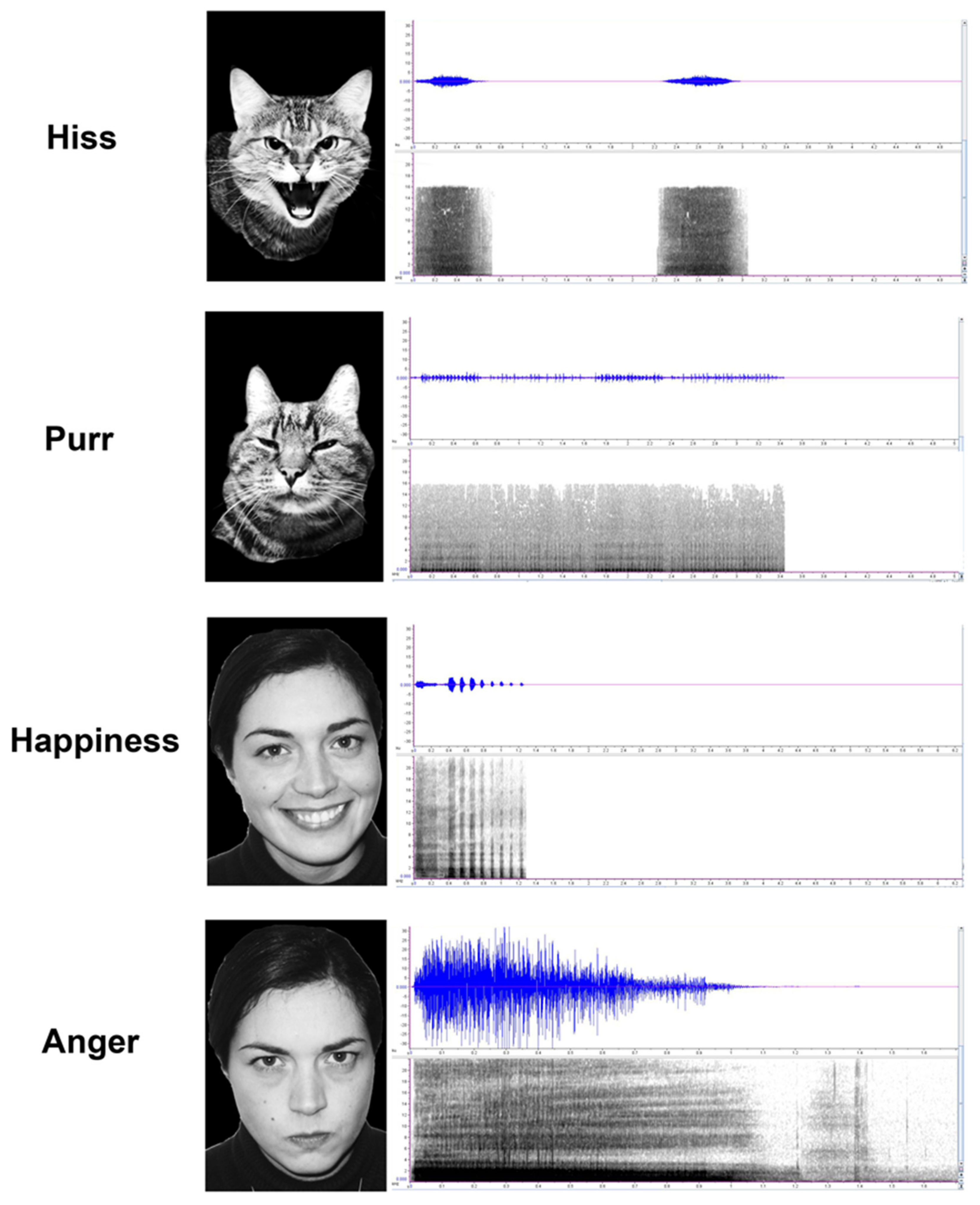 Animals | Free Full-Text | Emotion Recognition in Cats