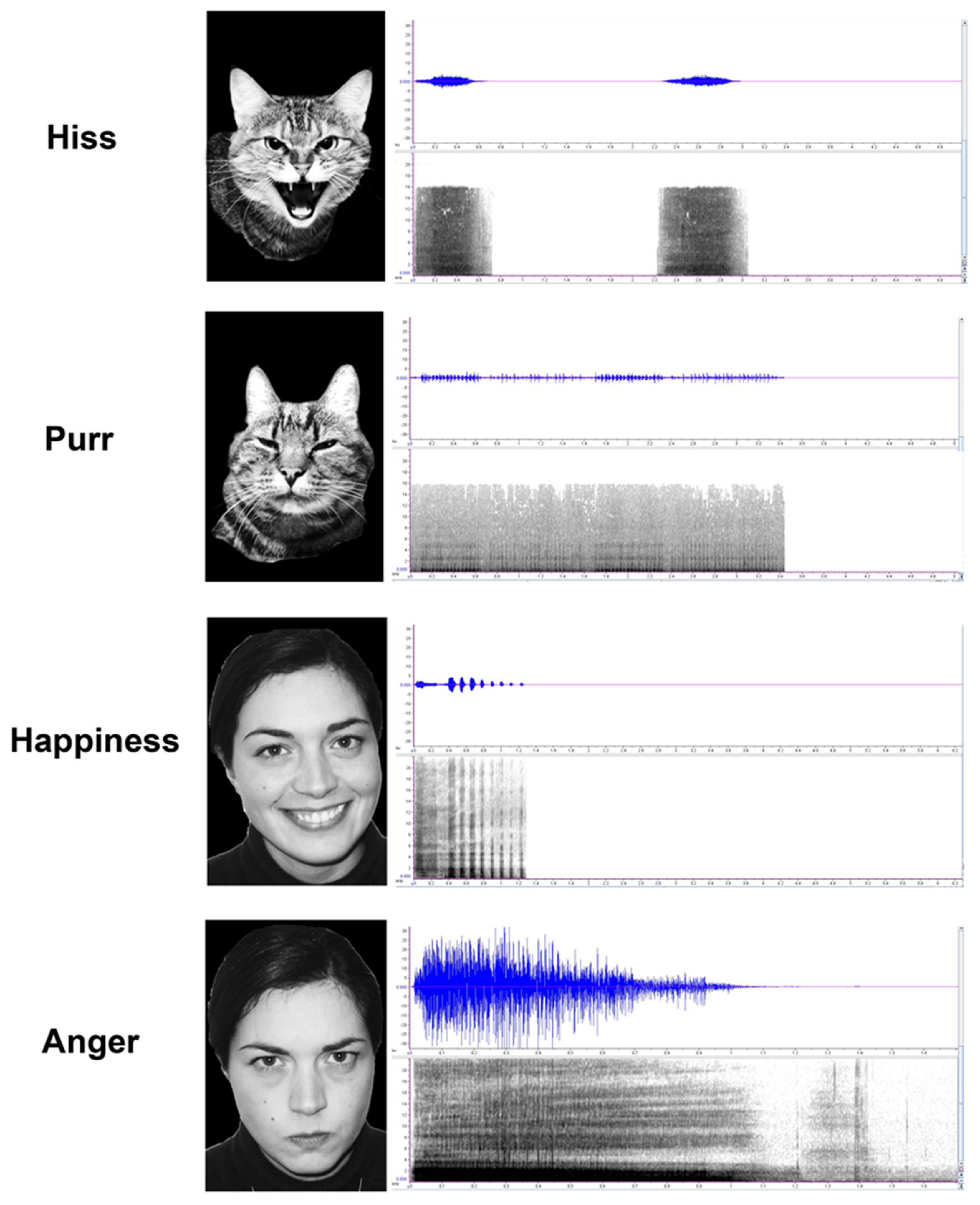 Emotion Recognition in Cats