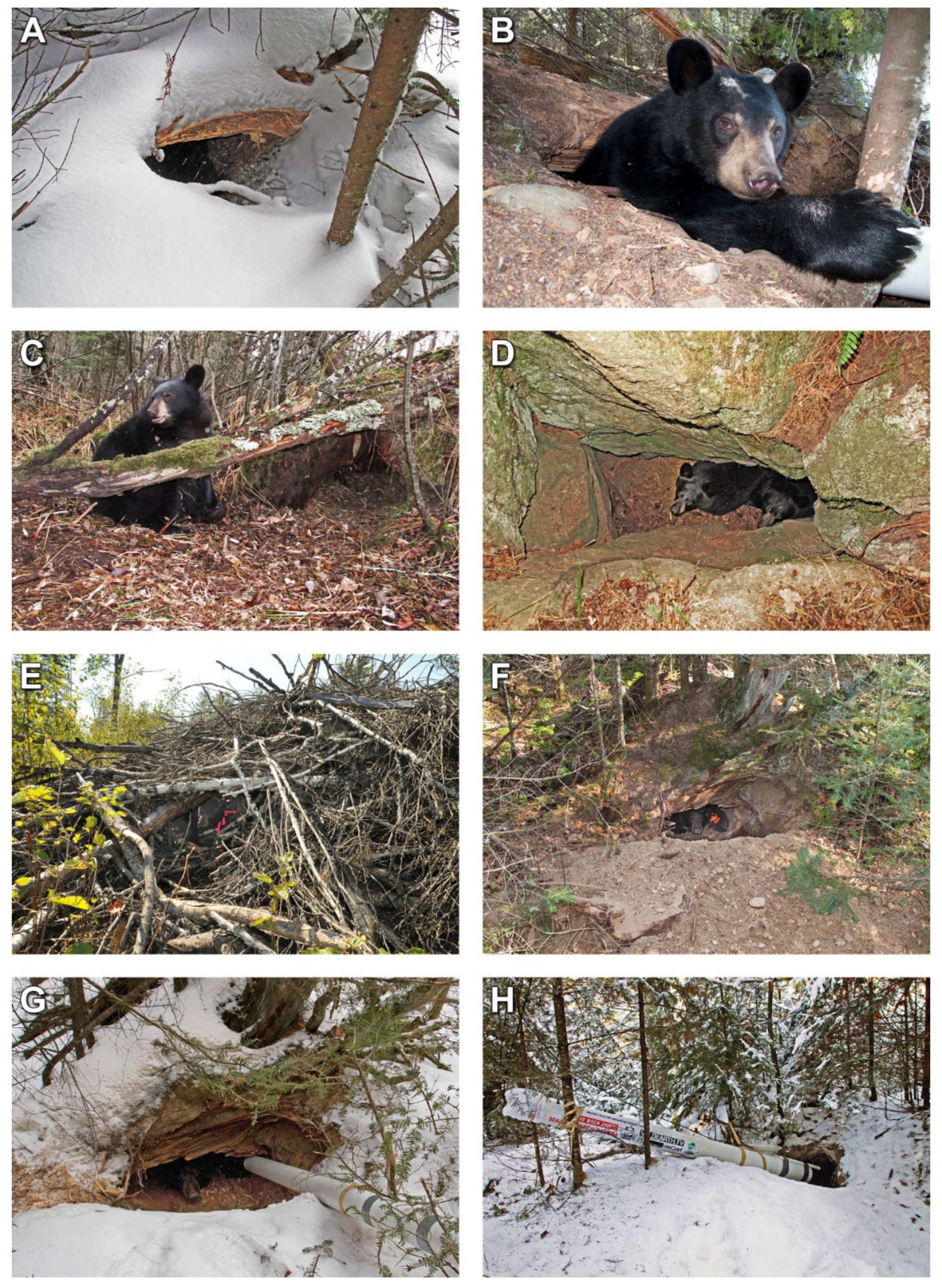 Animals | Free Full-Text | Behavior in Free-Living American Black Bear  Dens: Parturition, Maternal Care, and Cub Behavior