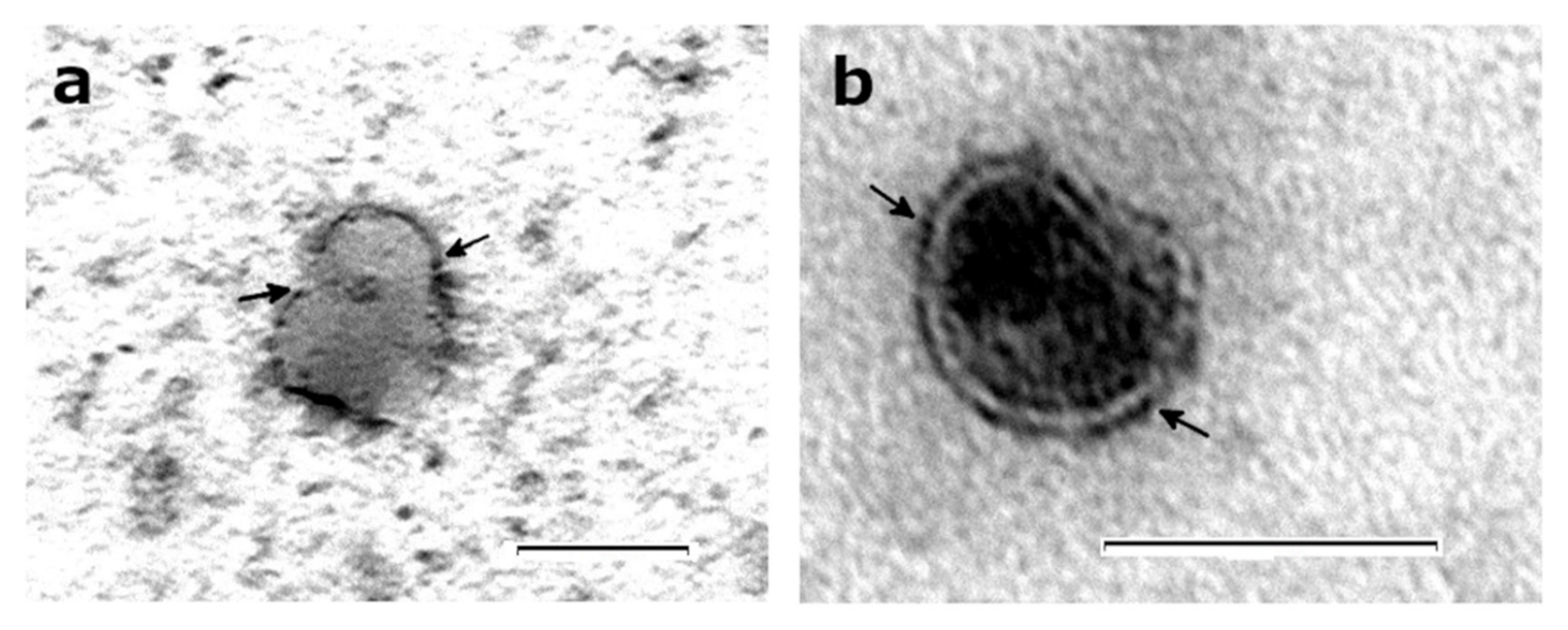 Animals 10 01126 g003 Animals 10 01126 g003