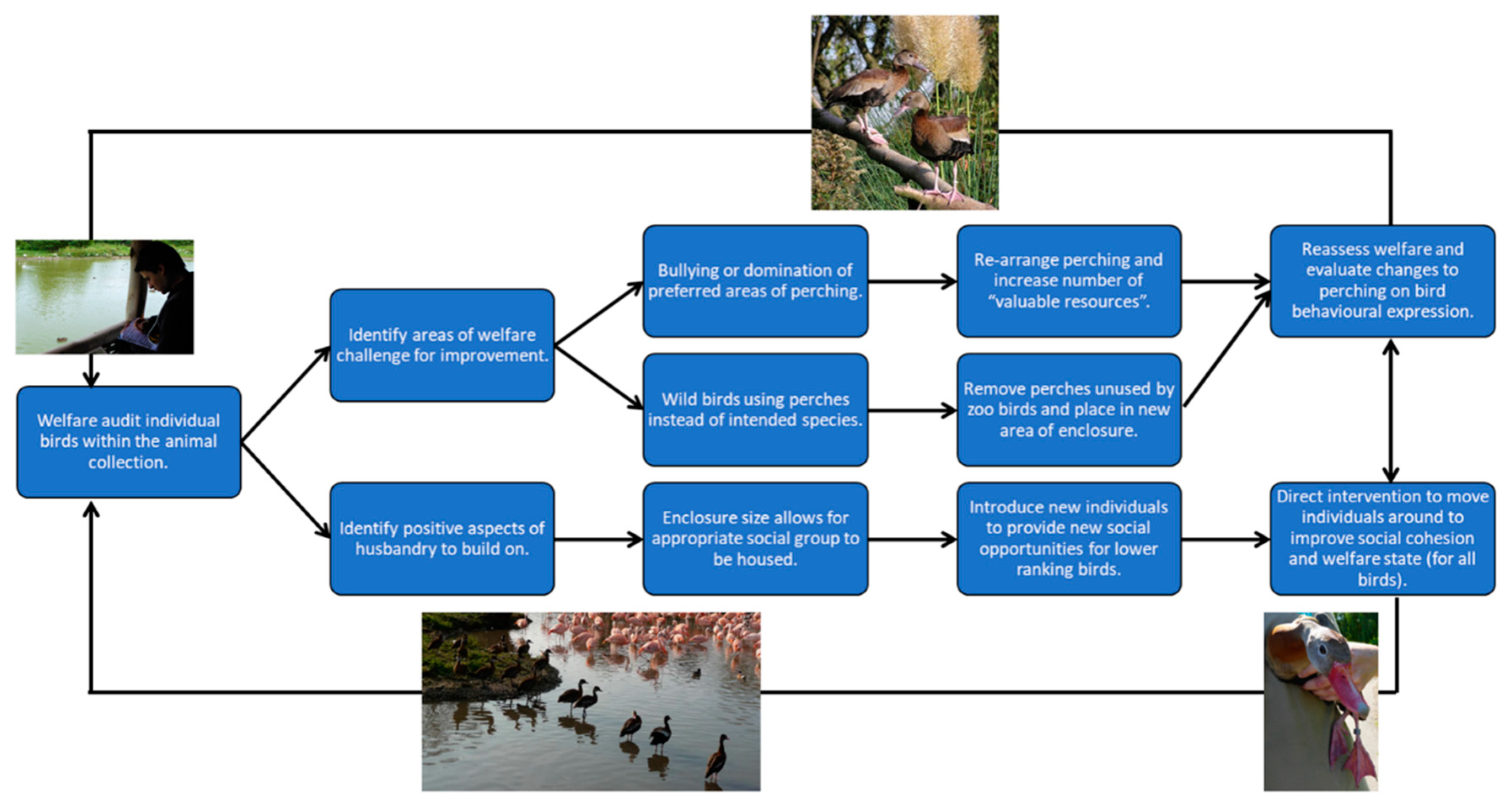 Animals | Free Full-Text | Welfare Assessment for Captive Anseriformes: A Guide for Practitioners and Animal Keepers Animals | Free Full-Text | Welfare Assessment for Captive Anseriformes: A Guide for Practitioners and Animal Keepers