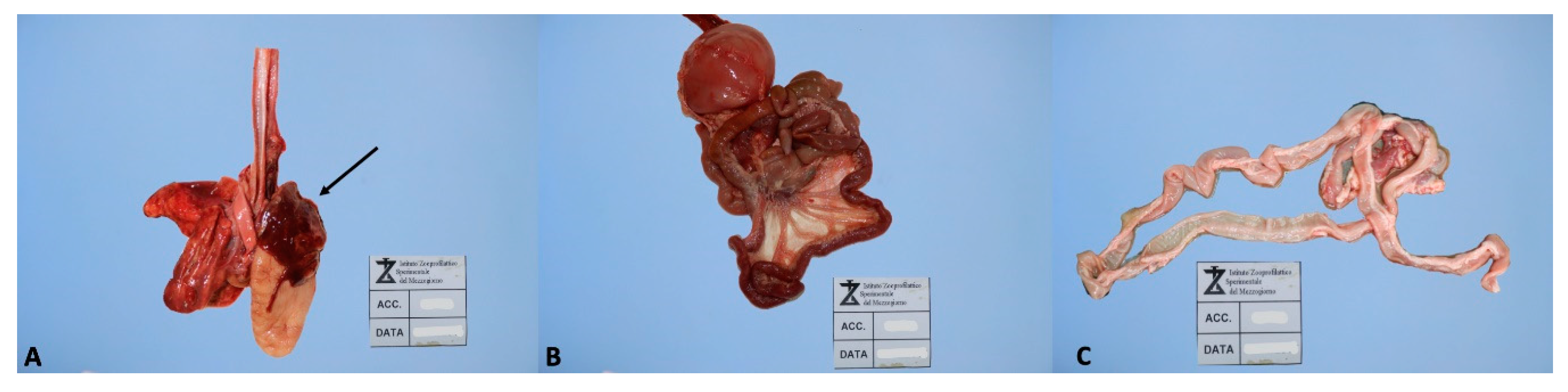 Animals 10 01134 g001