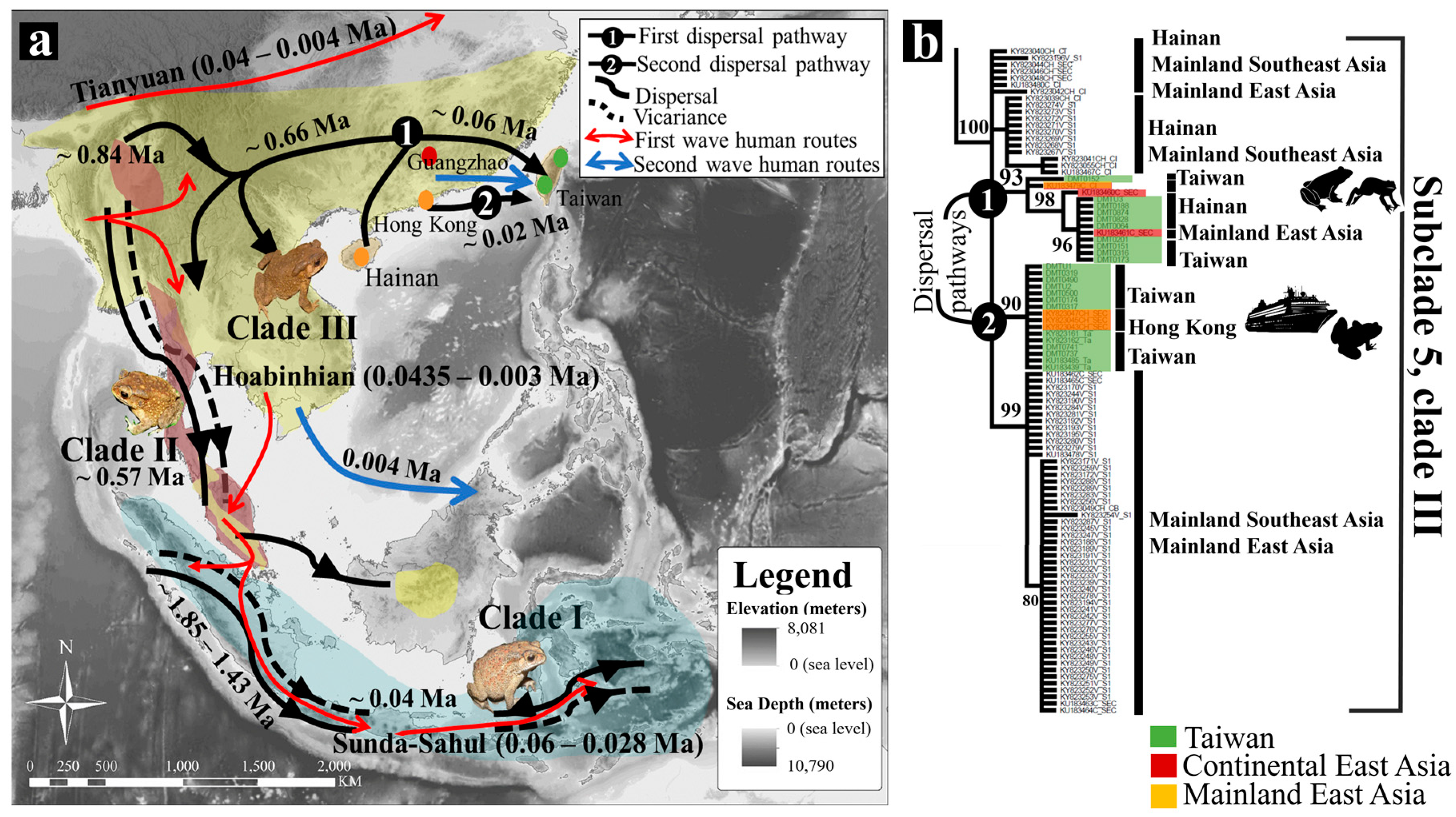 Animals Free Full Text Impact Of The Mid Pleistocene Revolution And Anthropogenic Factors On The Dispersion Of Asian Black Spined Toads Duttaphrynus Melanostictus Html