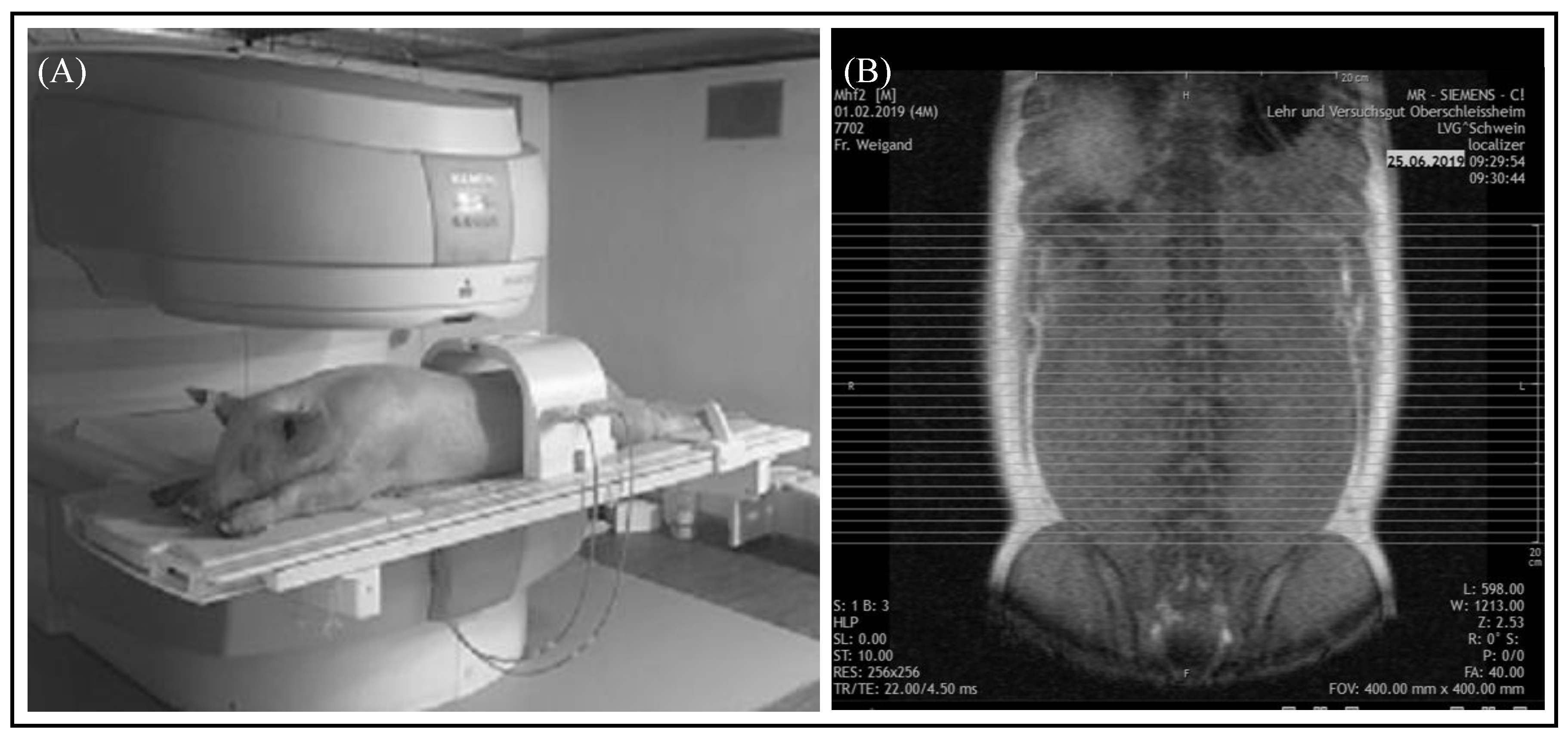 Animals 10 01165 g001 Animals 10 01165 g001