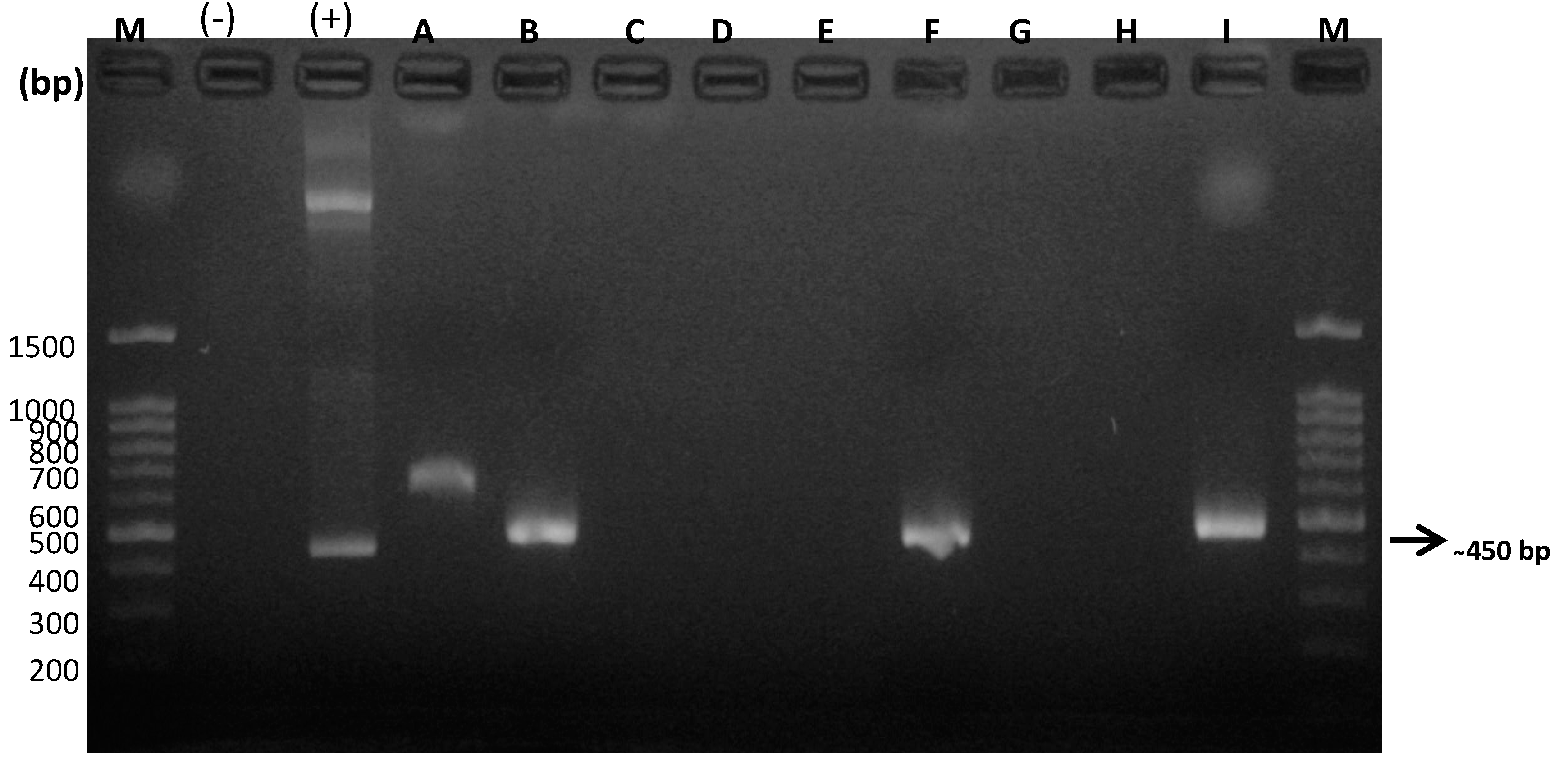 Animals 10 01169 g002 Animals 10 01169 g002