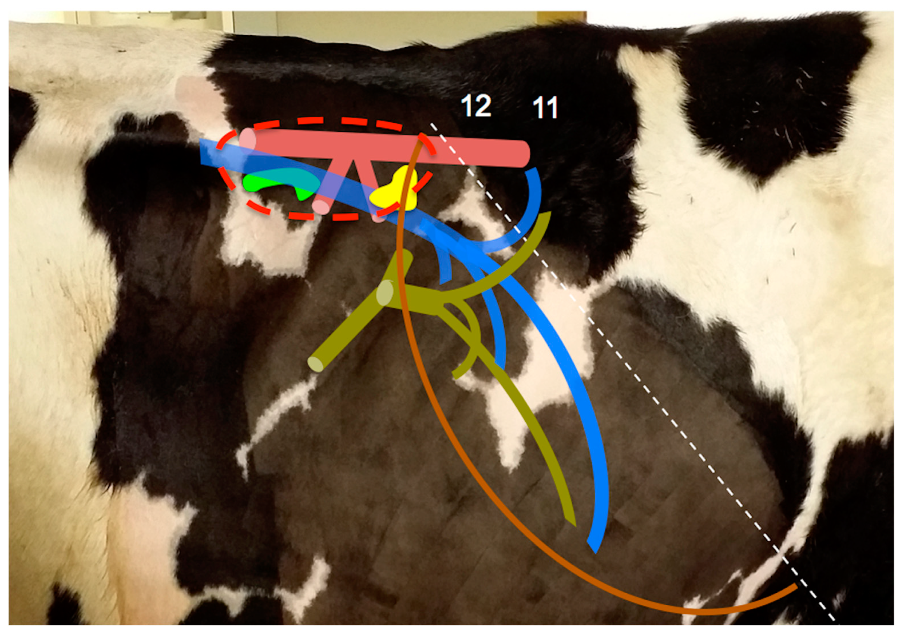 Animals 10 01171 g001