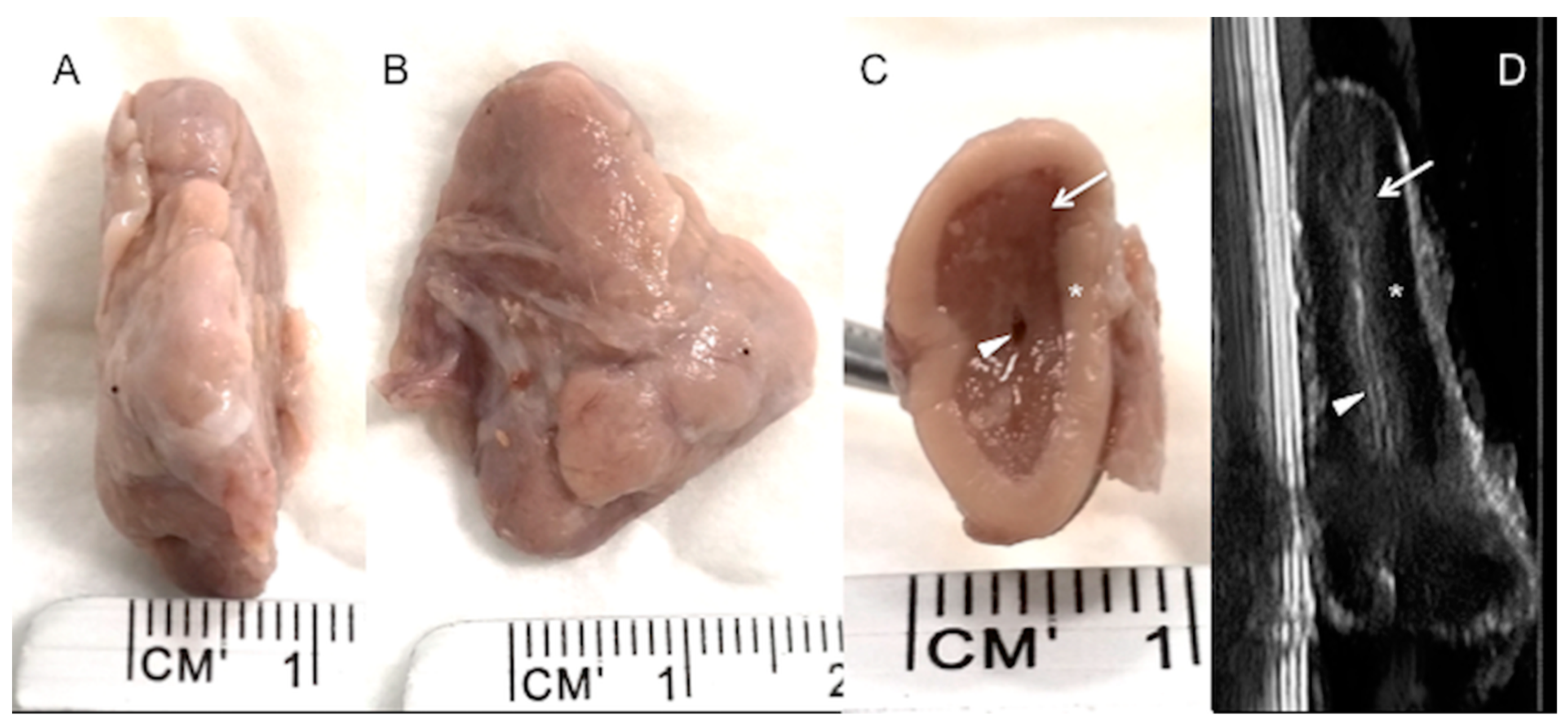 Animals 10 01171 g004